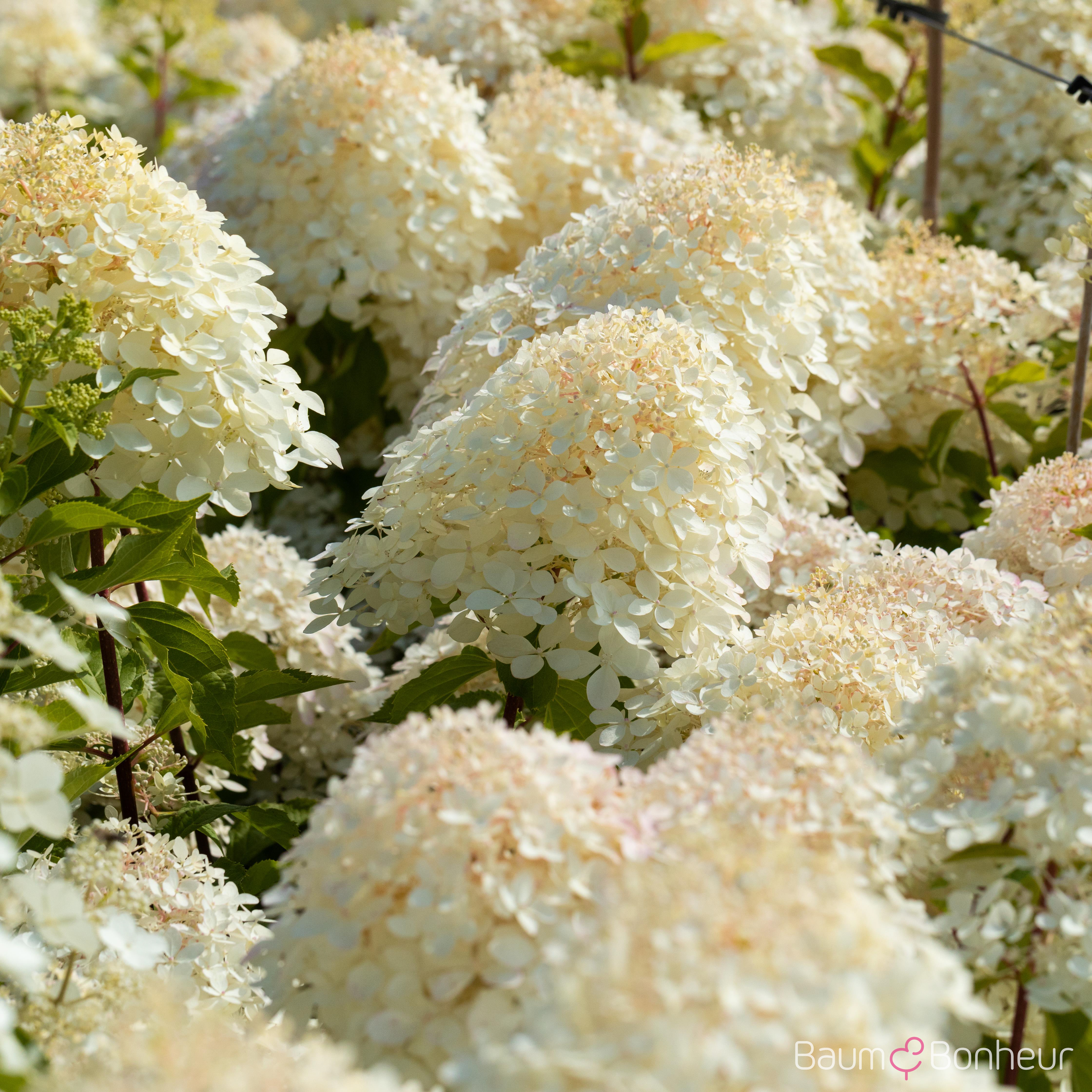 Hydrangea paniculata 'Phantom'
