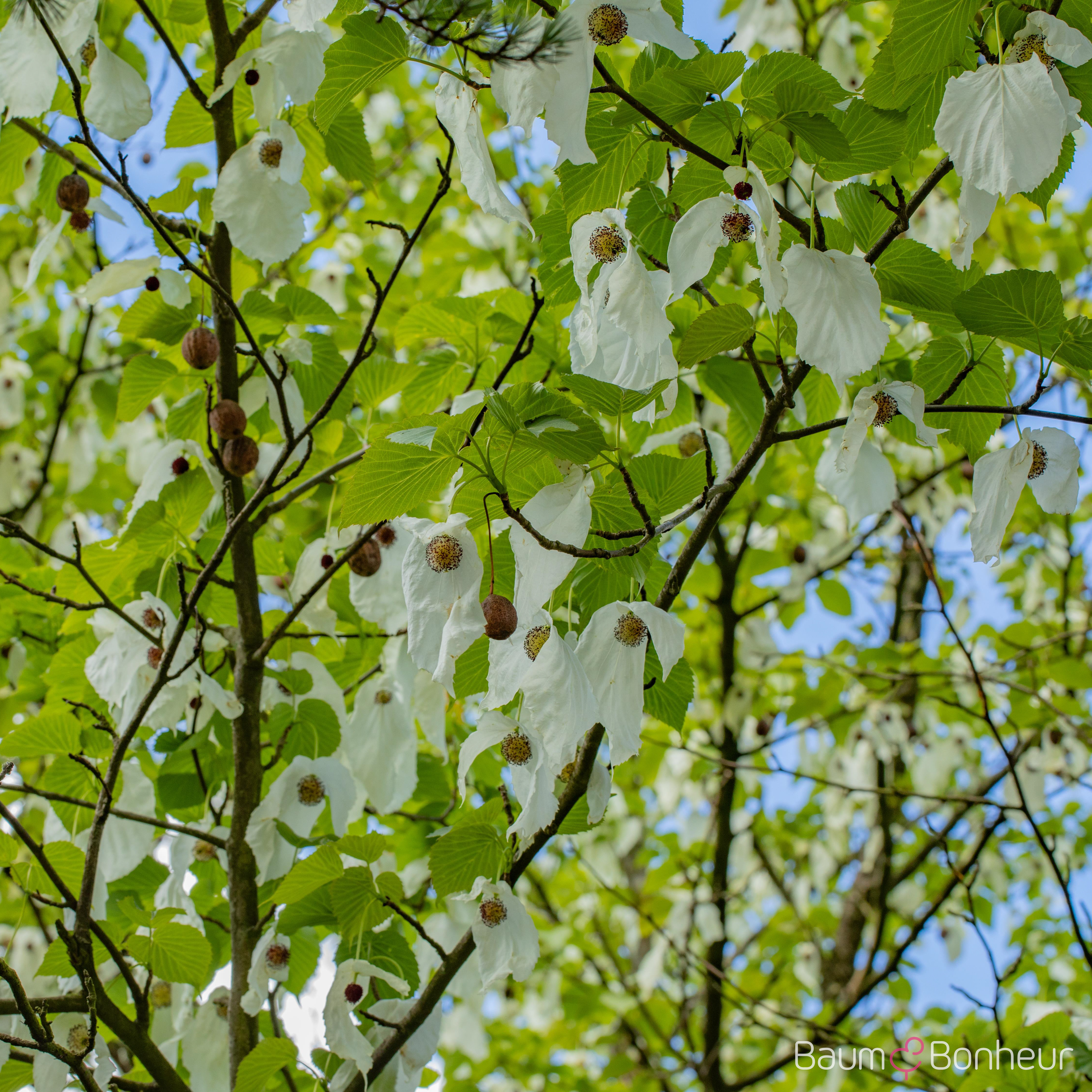 Davidia involucrata vilmoriniana
