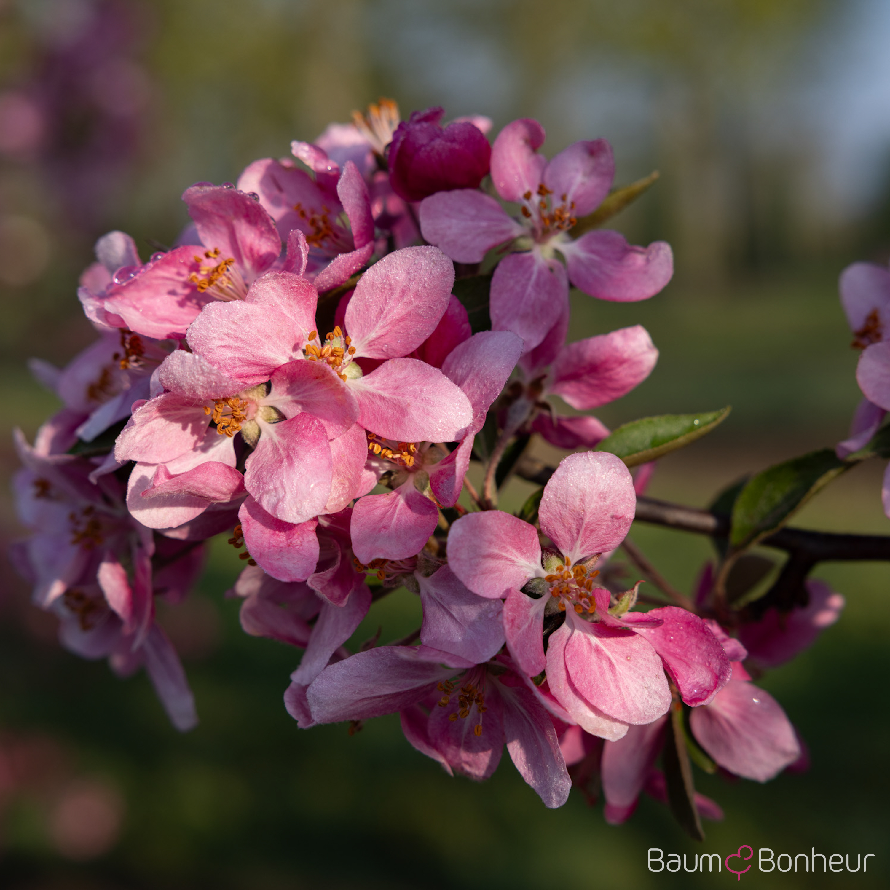 Malus 'Hopa'