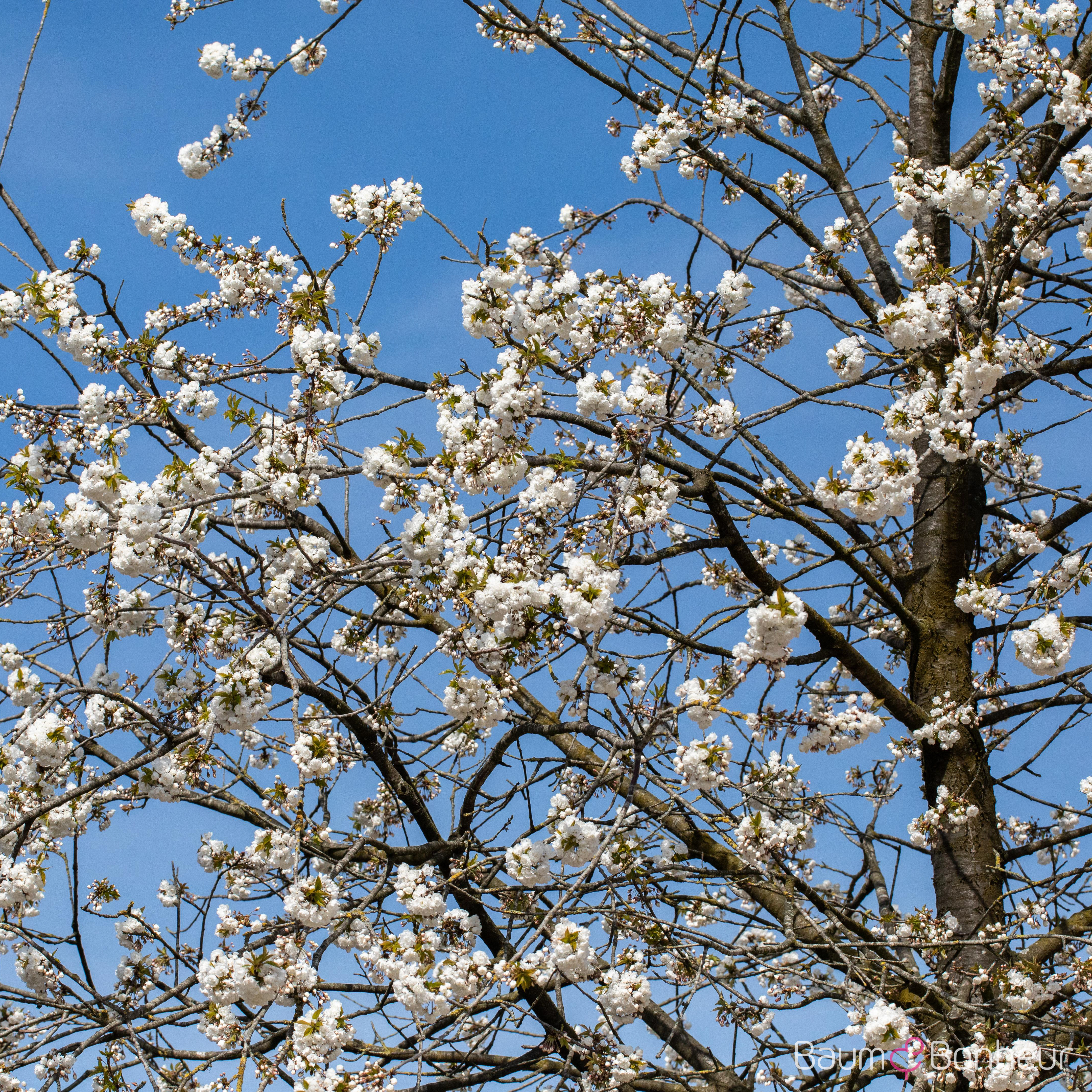 Prunus avium 'Plena'