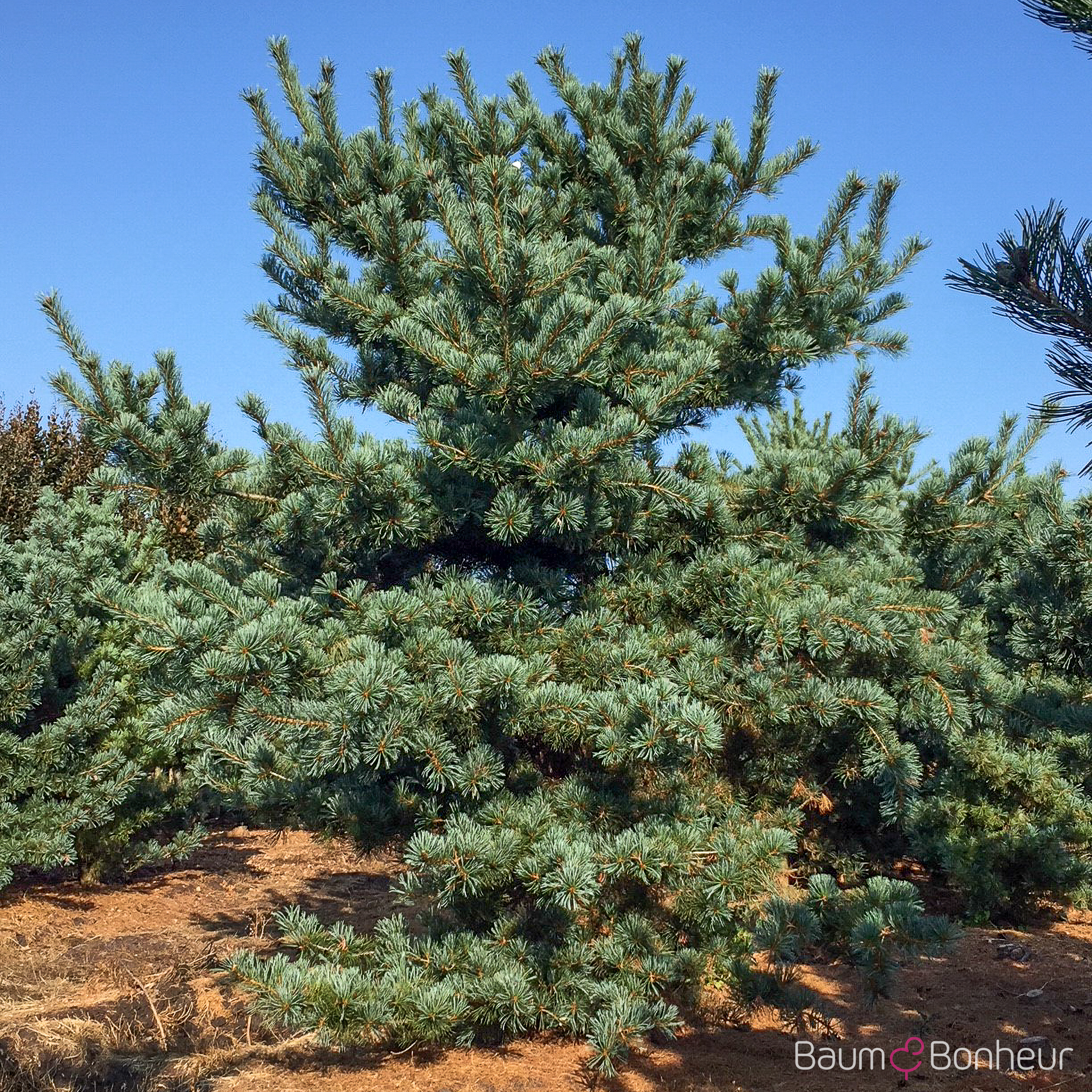 Pinus parviflora 'Glauca'