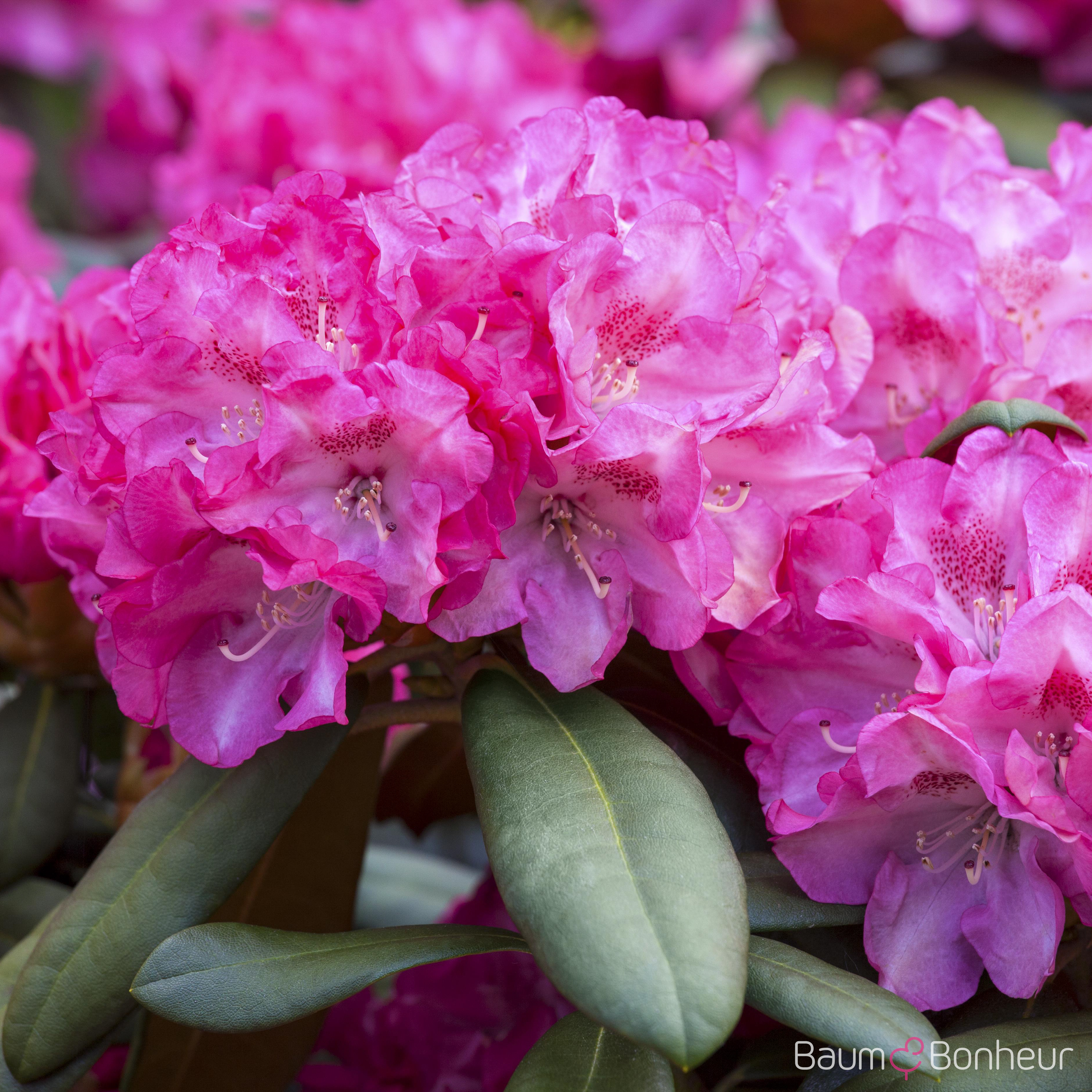 Rhododendron yakushimanum 'Anuschka'