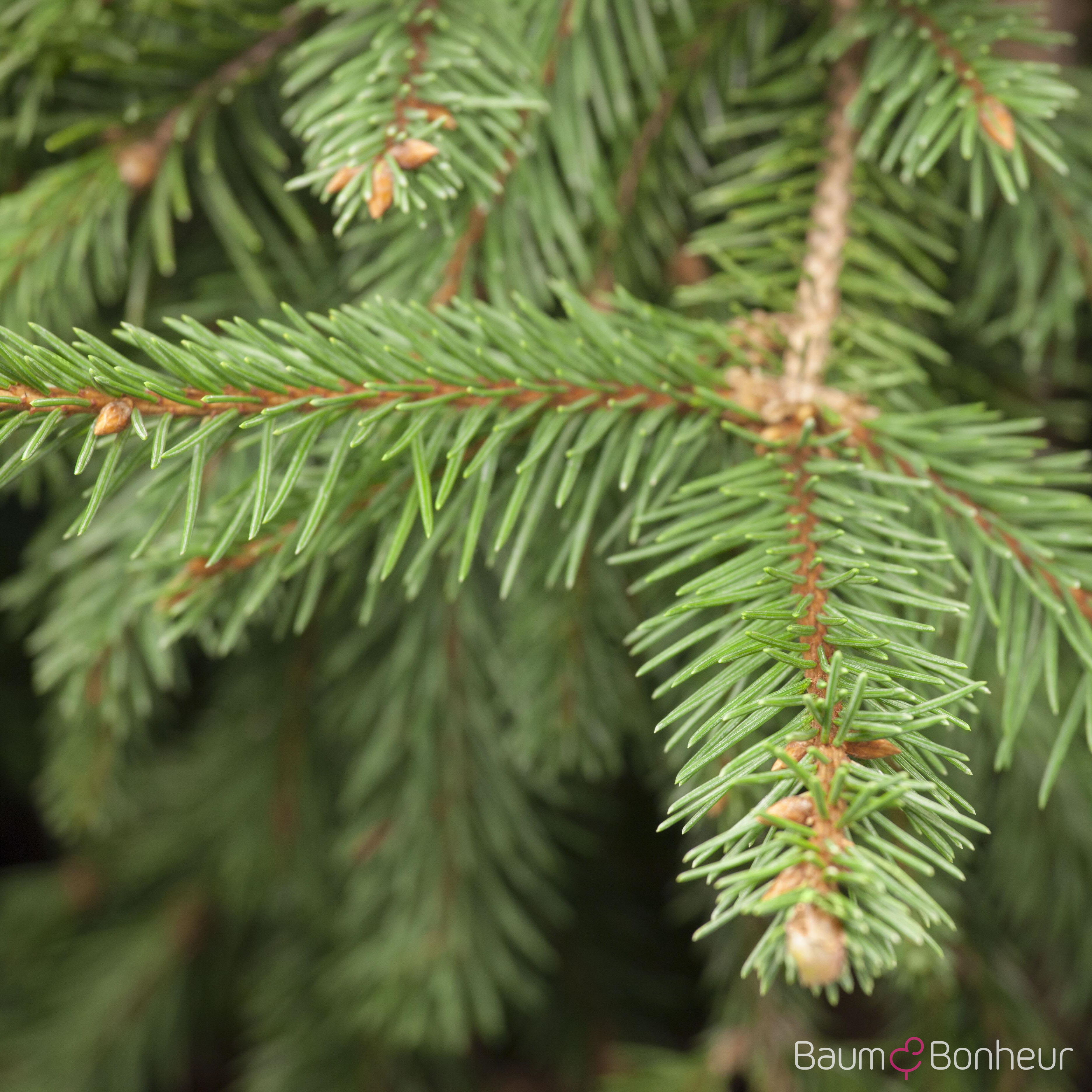 Picea abies 'Acrocona'