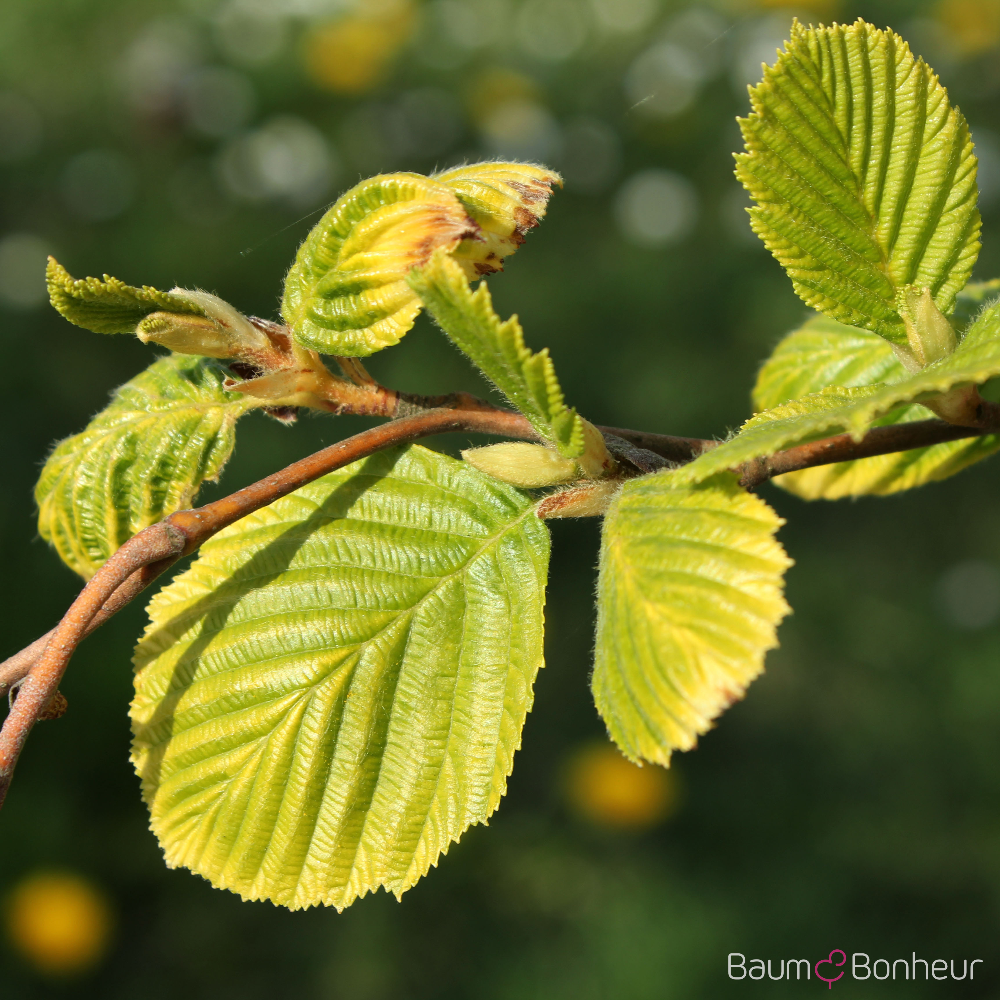 Alnus incana 'Aurea'