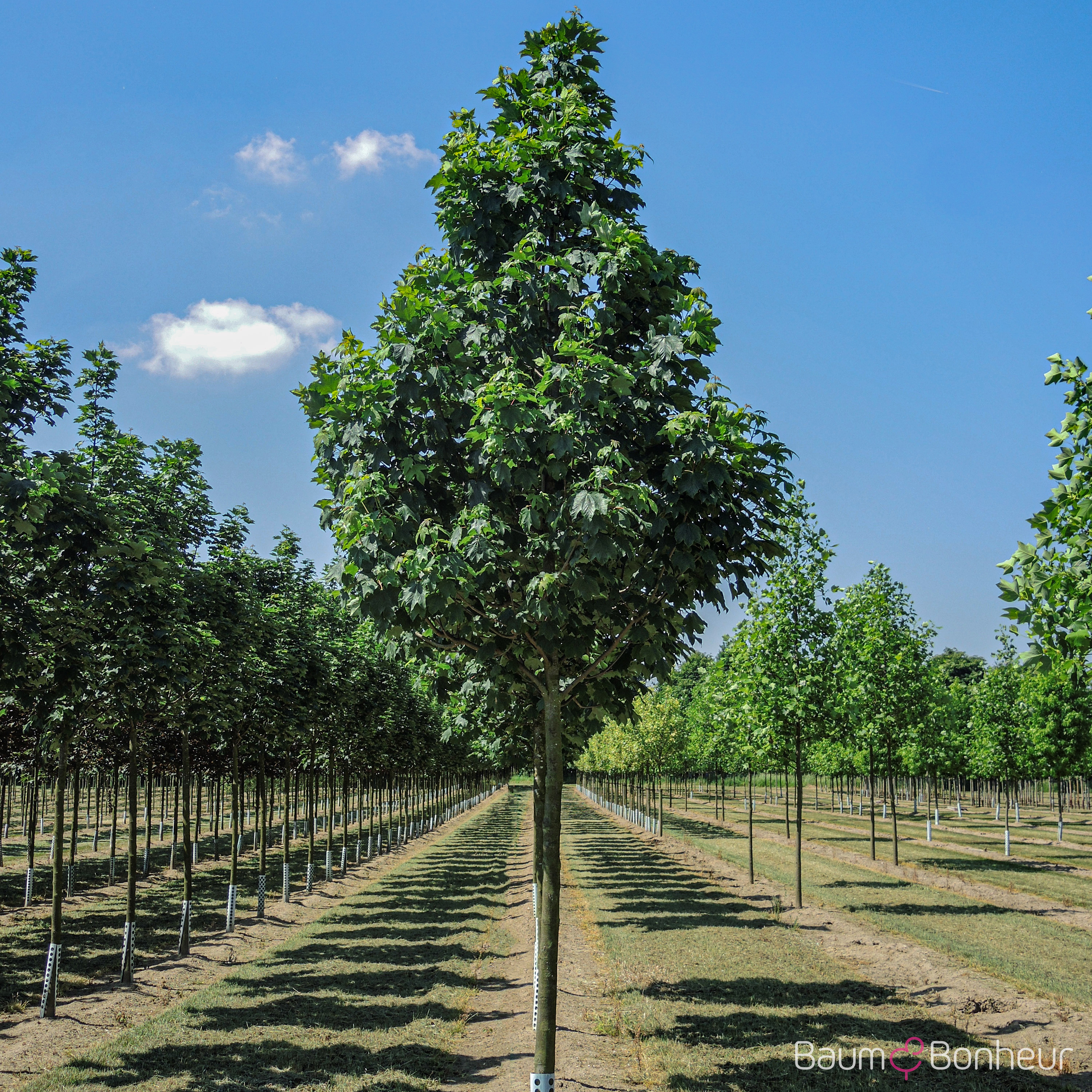Acer pseudoplatanus 'Bruchem'