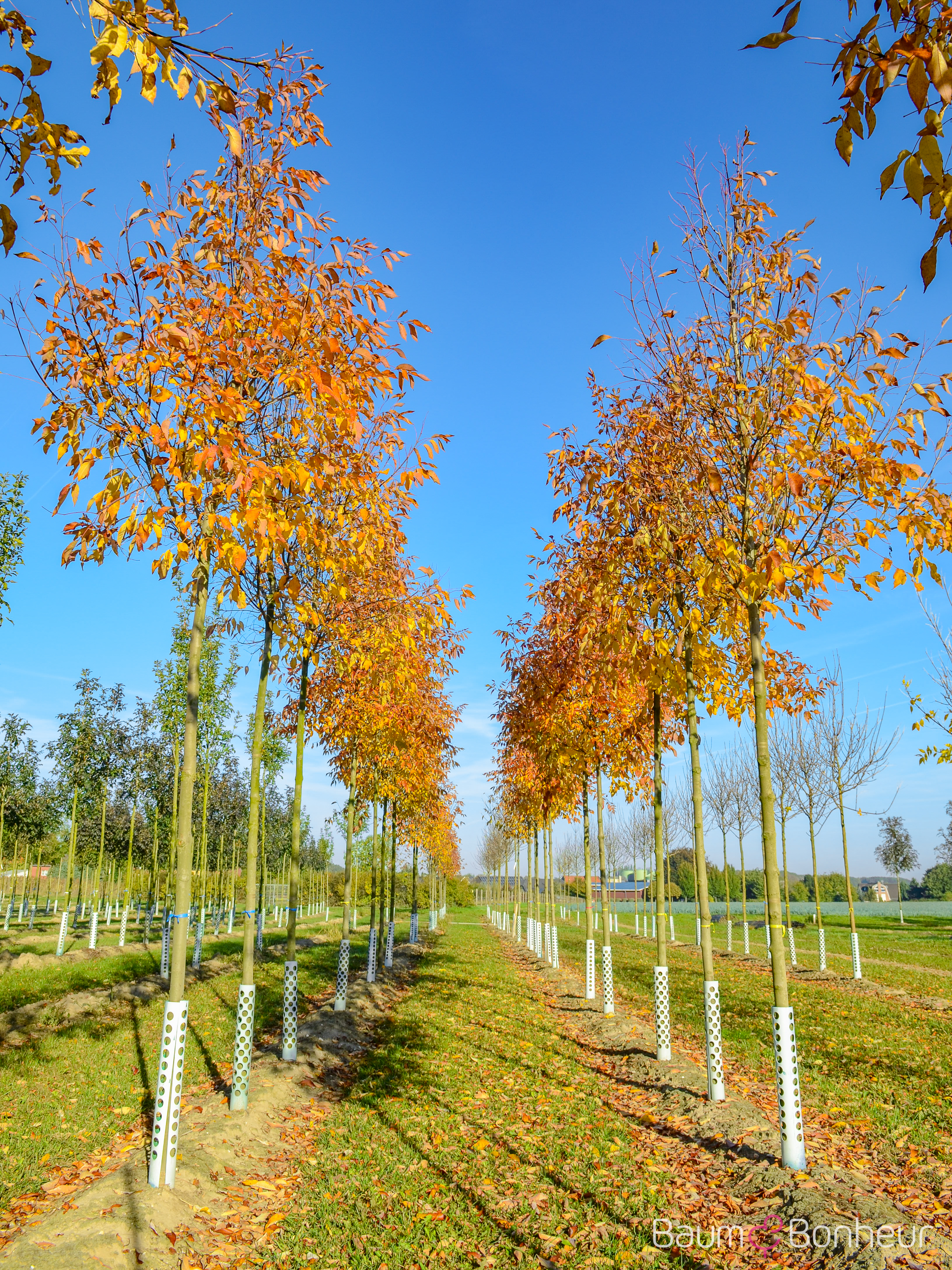 Fraxinus pennsylvanica 'Cimmzam'