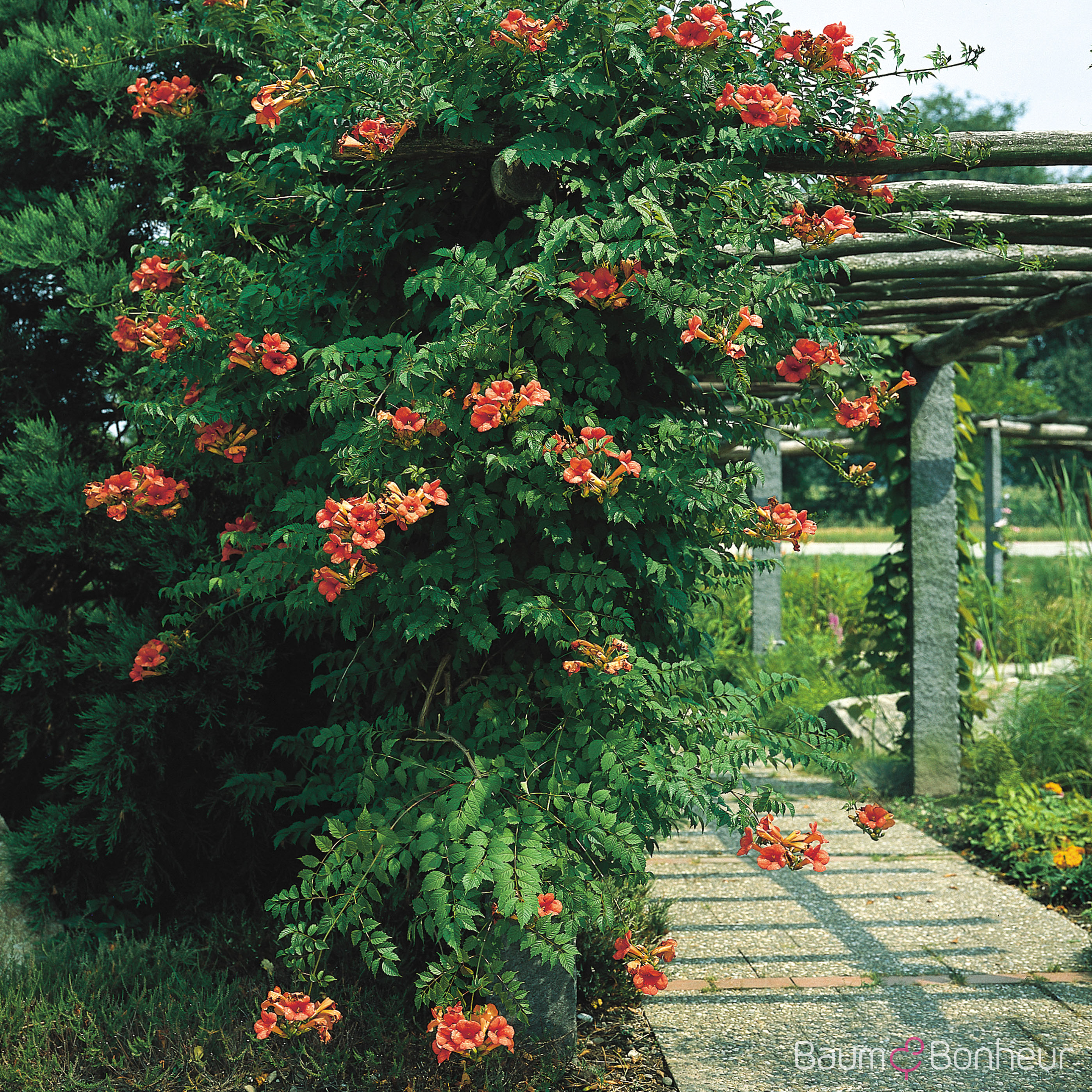 Campsis radicans