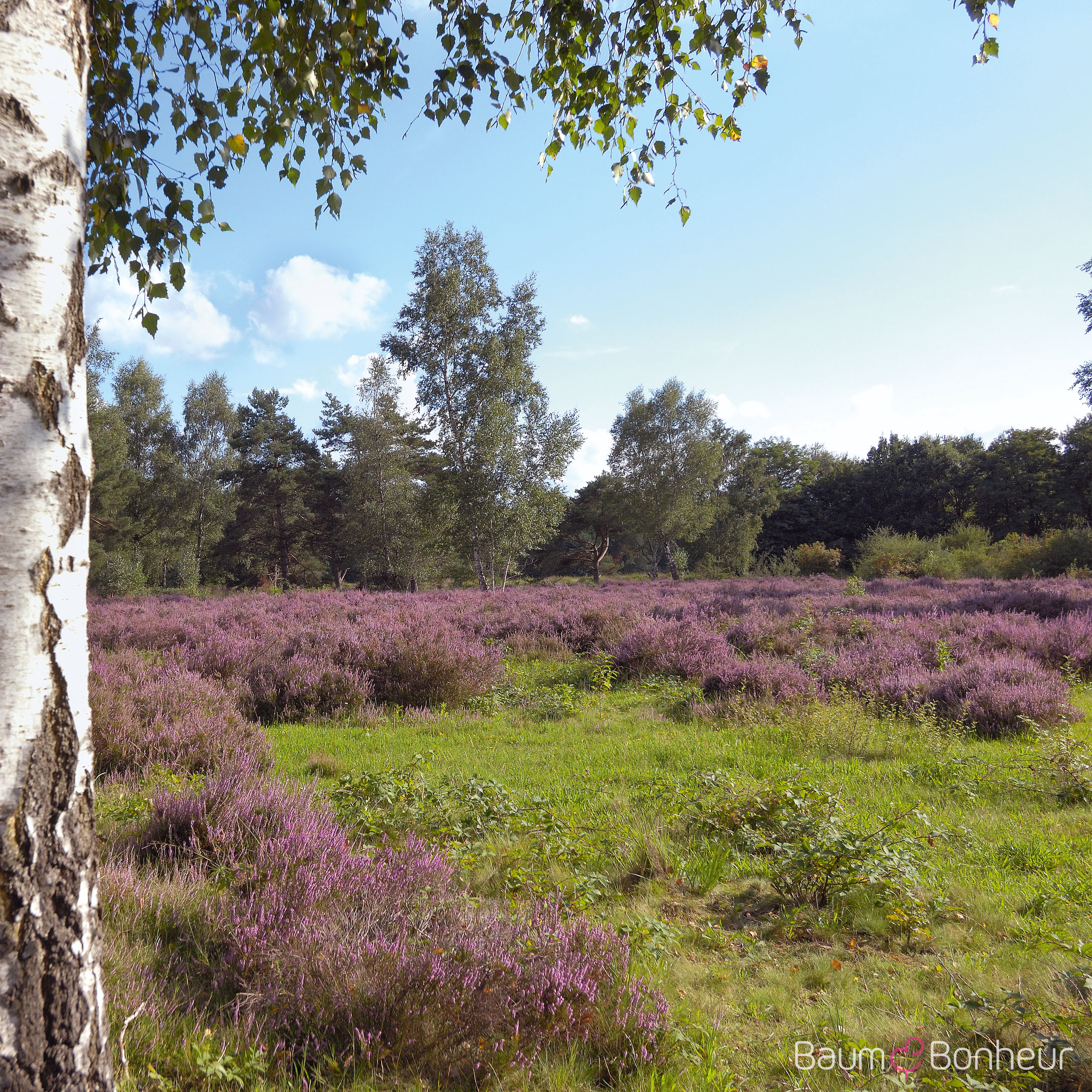 Calluna vulgaris i.S.
