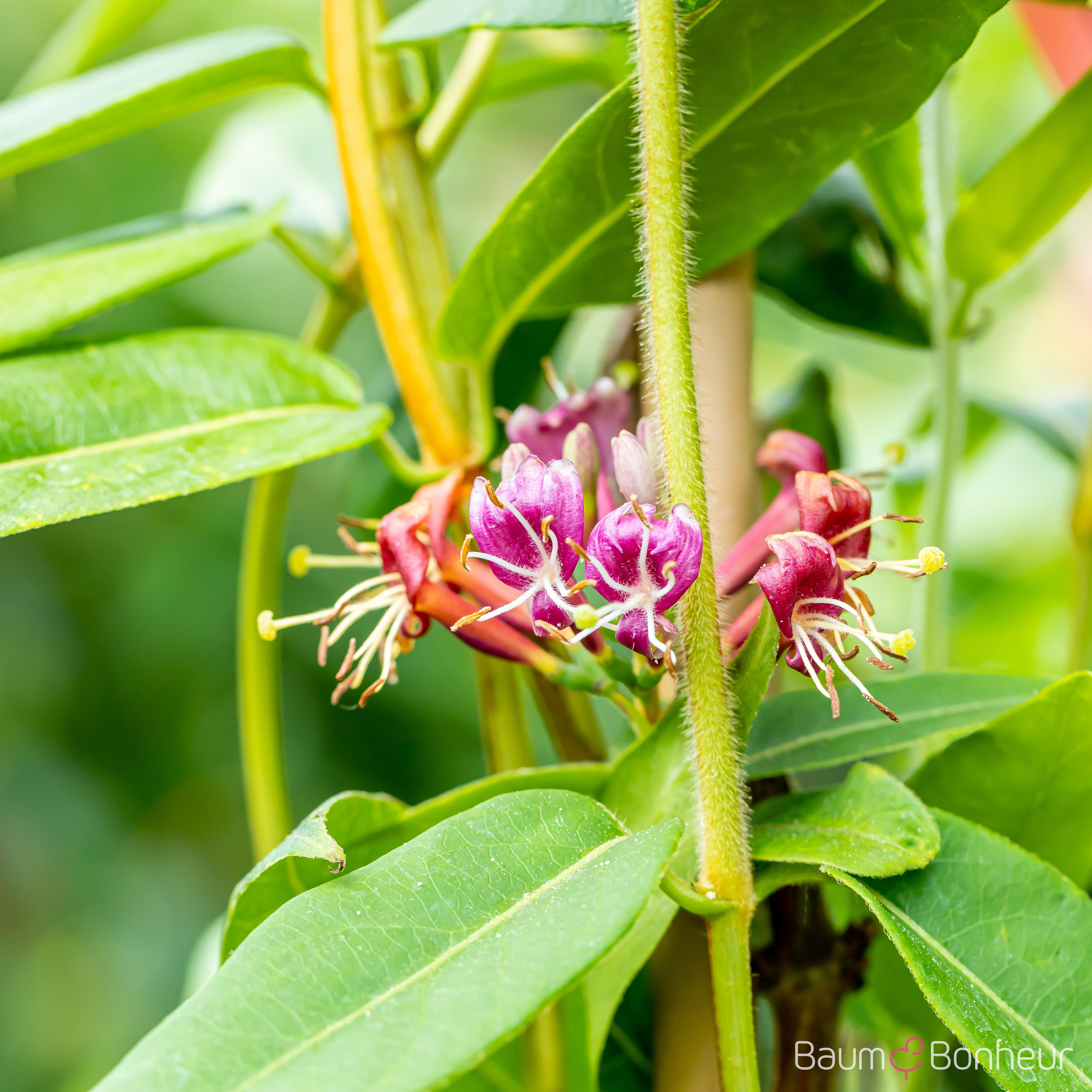 Lonicera henryi