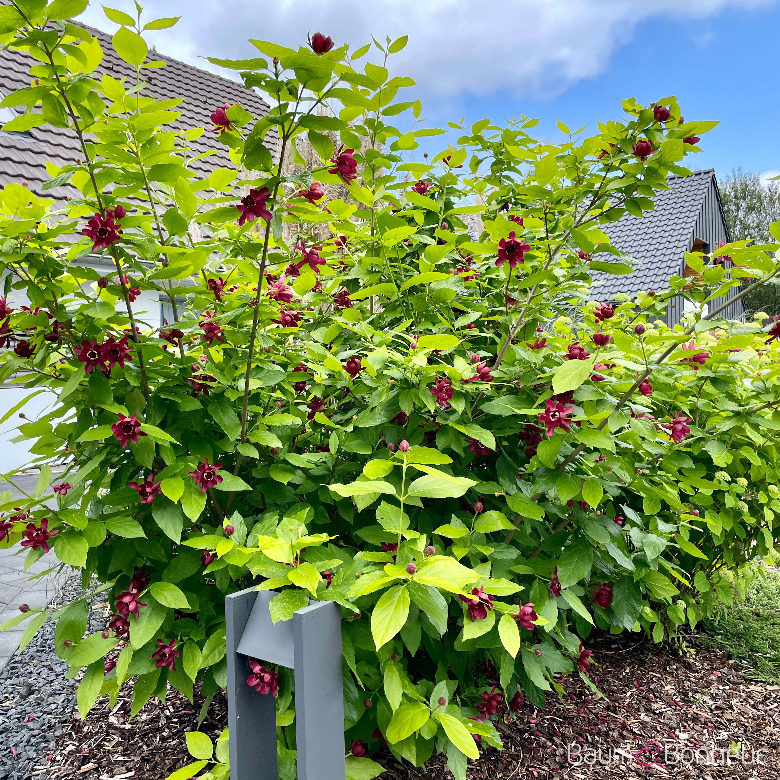 Calycanthus x raulstonii 'Hartlage Wine'