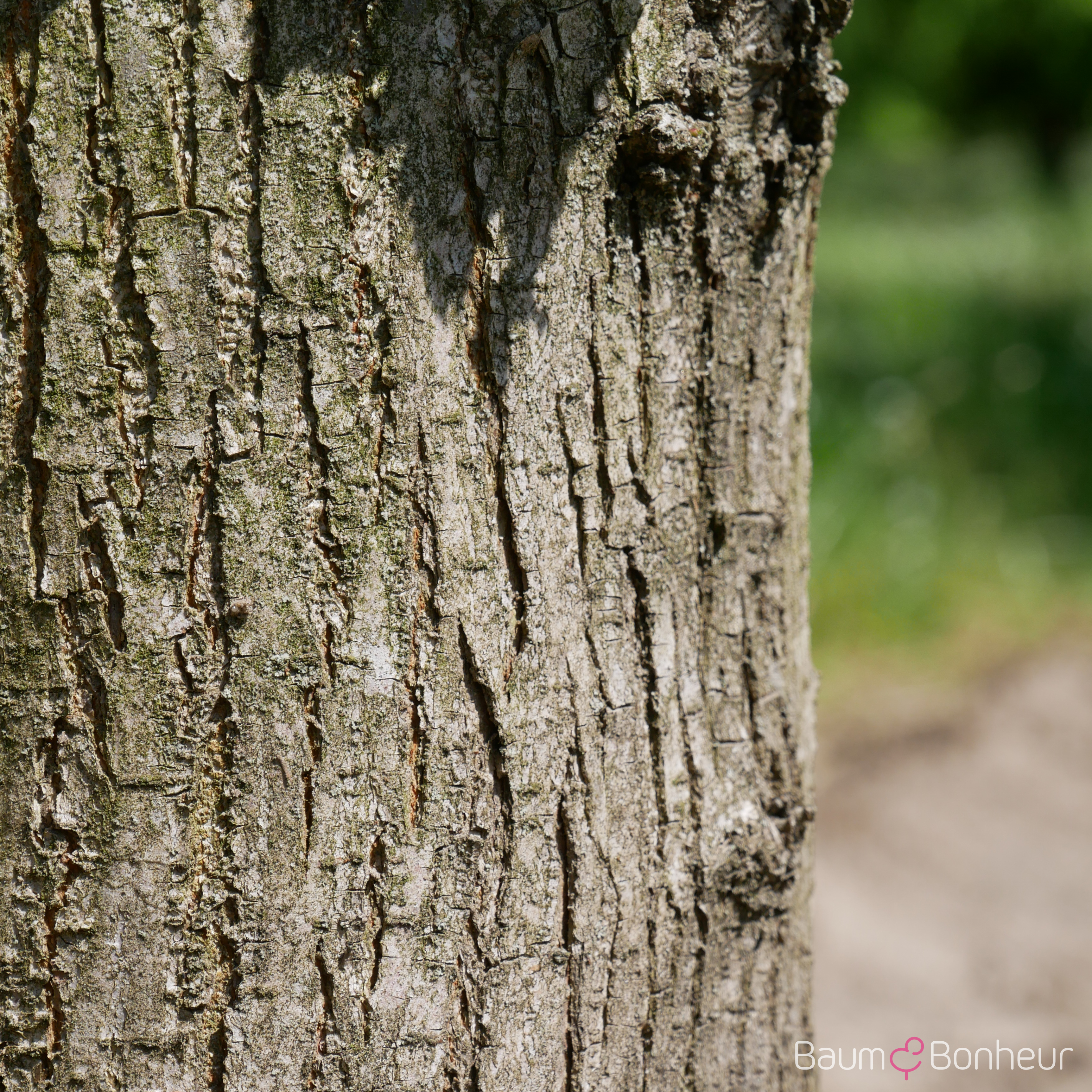 Ulmus 'Columella' -S-