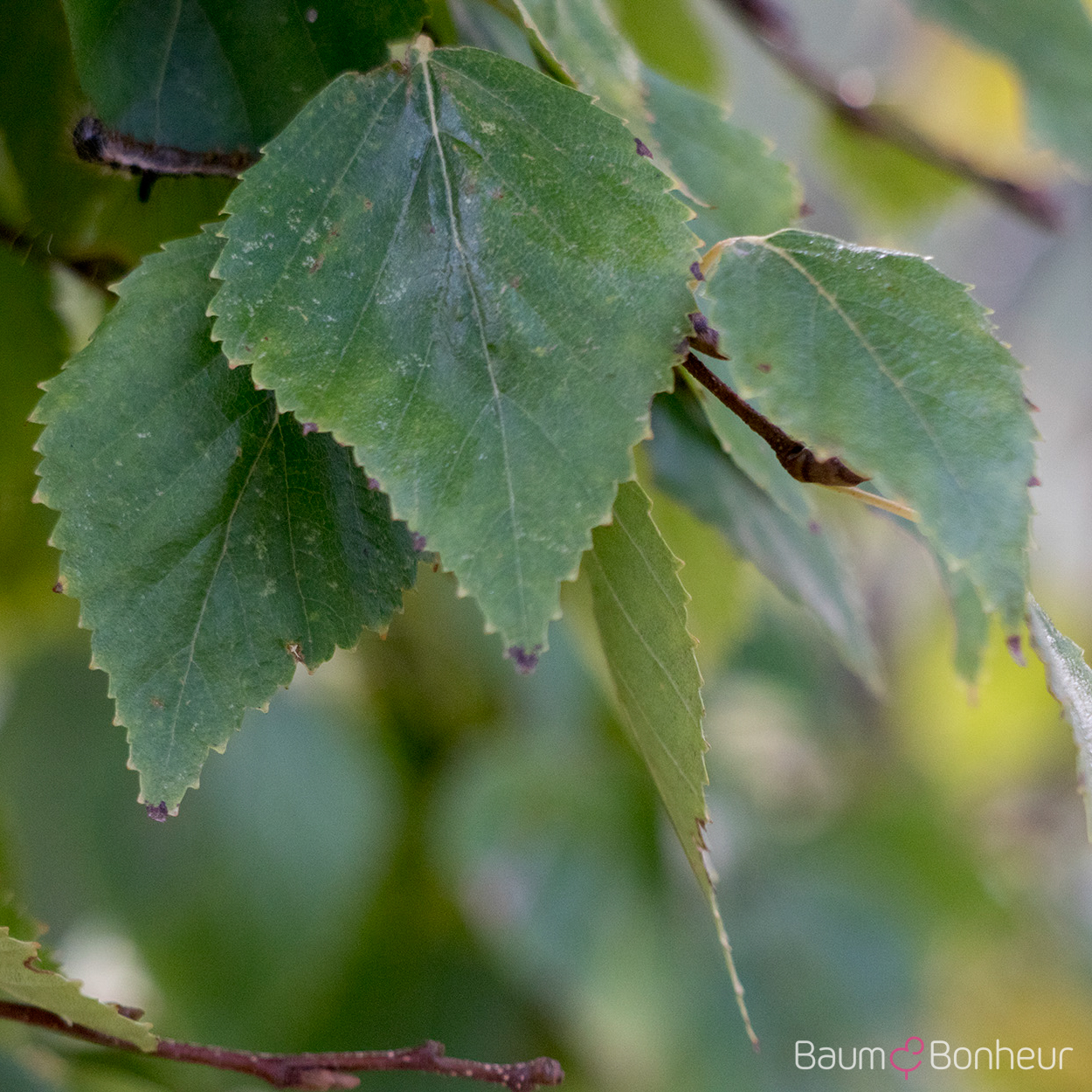 Betula ermanii