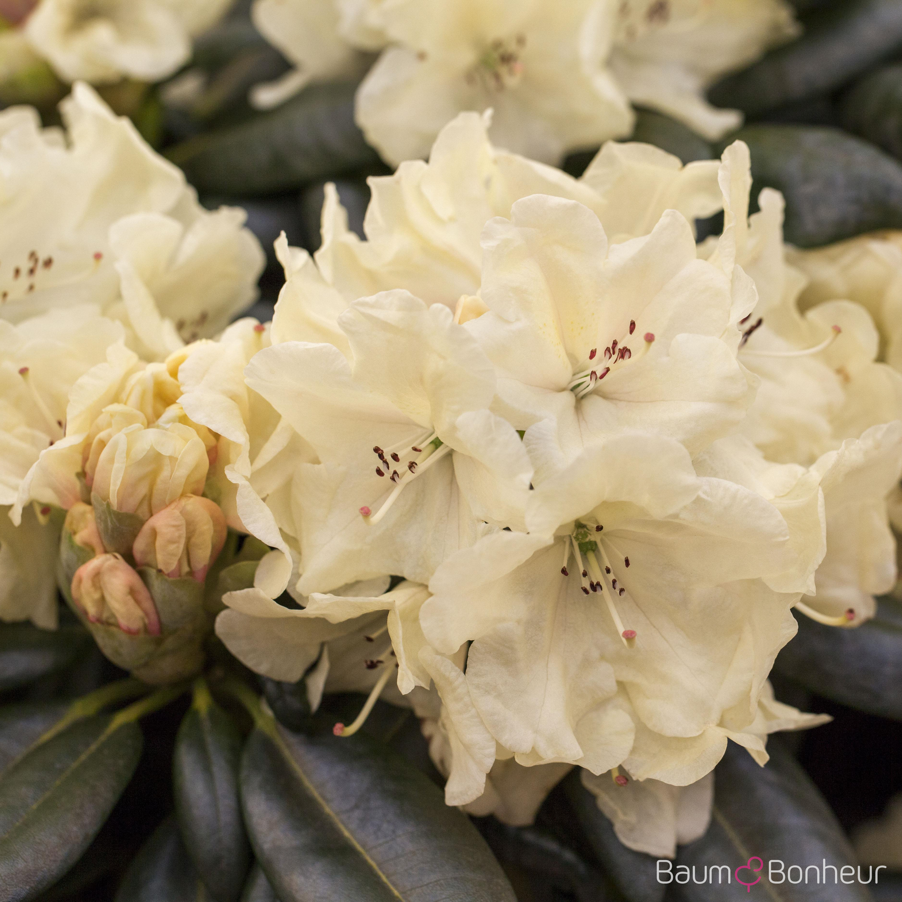 Rhododendron 'Goldbukett'