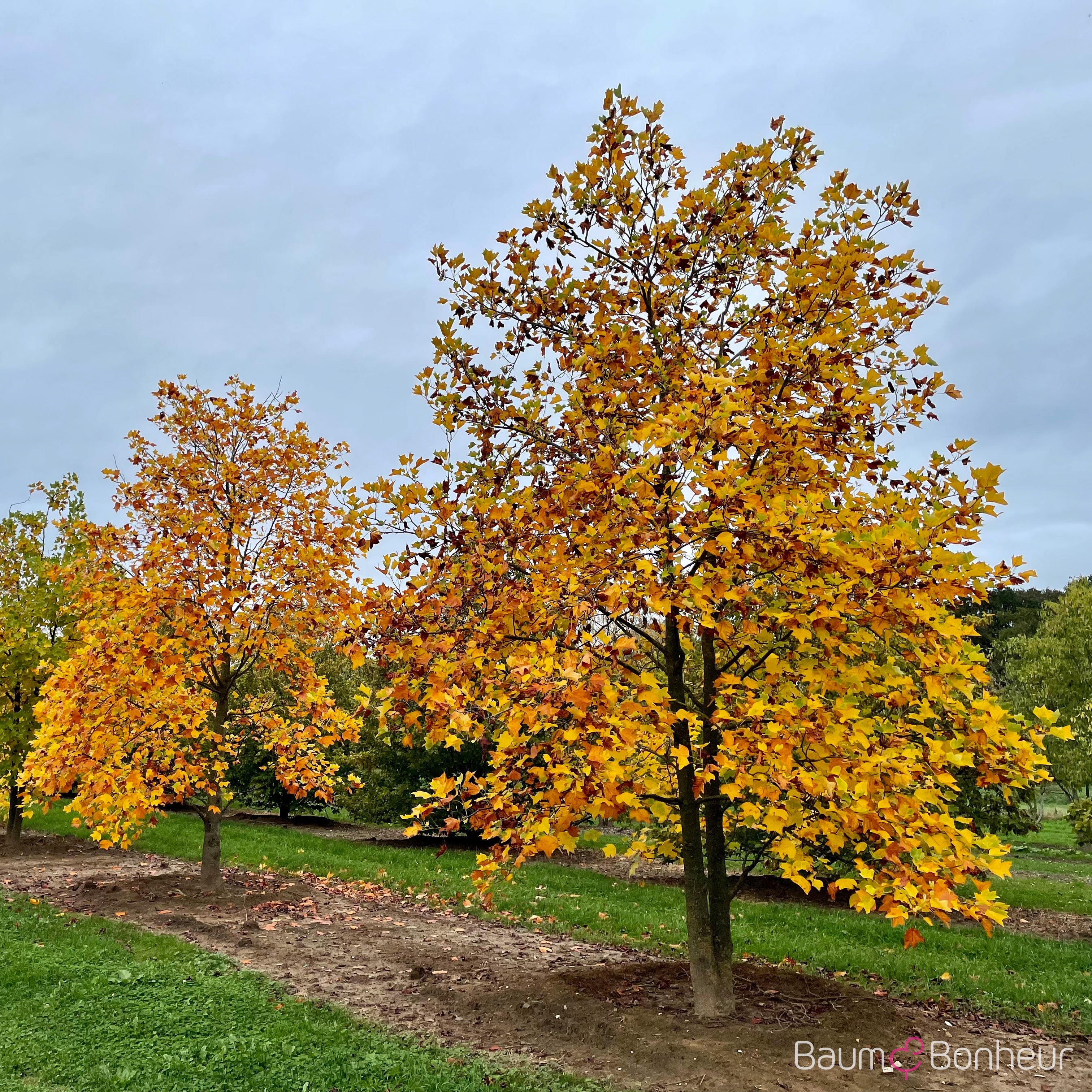 Liriodendron tulipifera