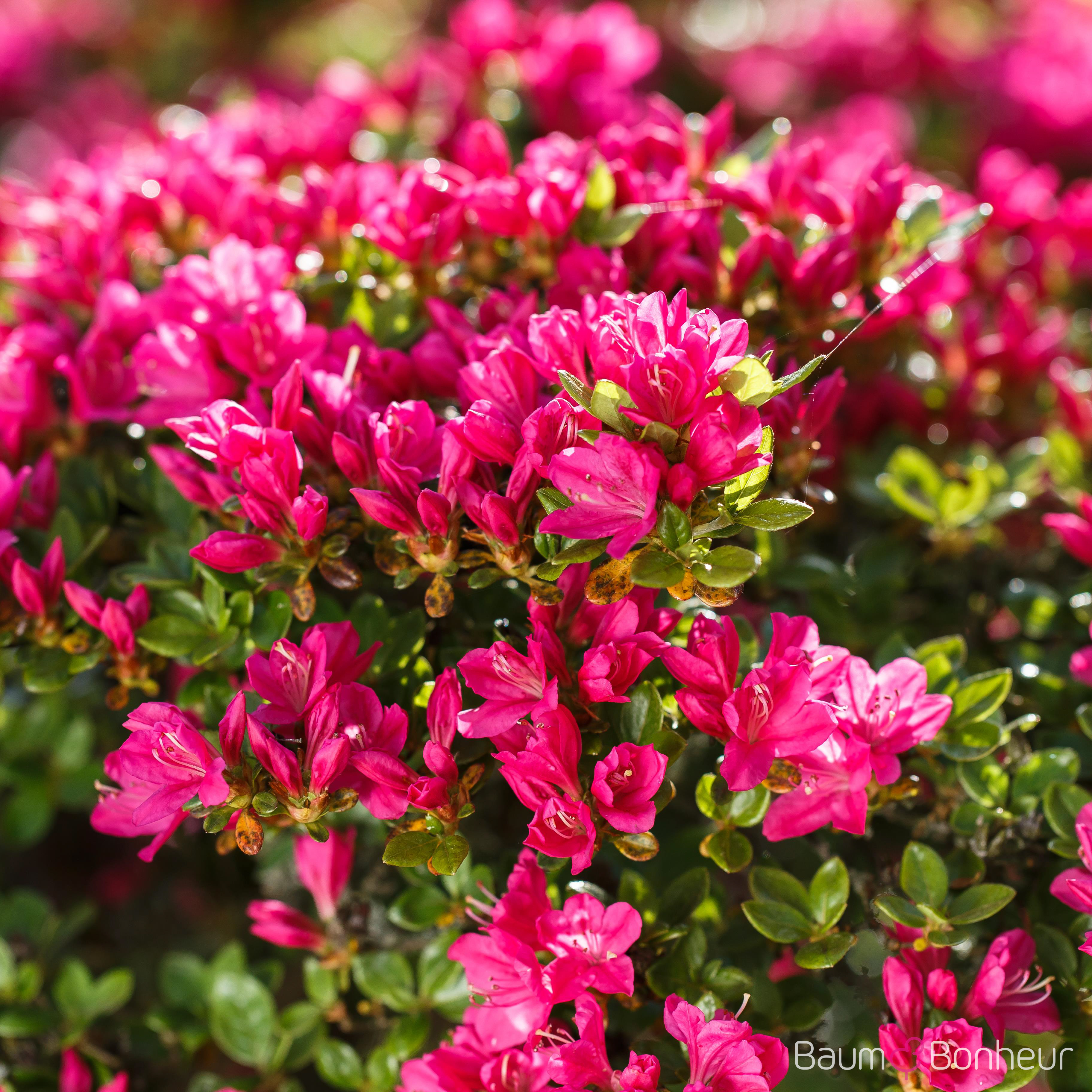 Rhododendron obtusum 'Kermesina'