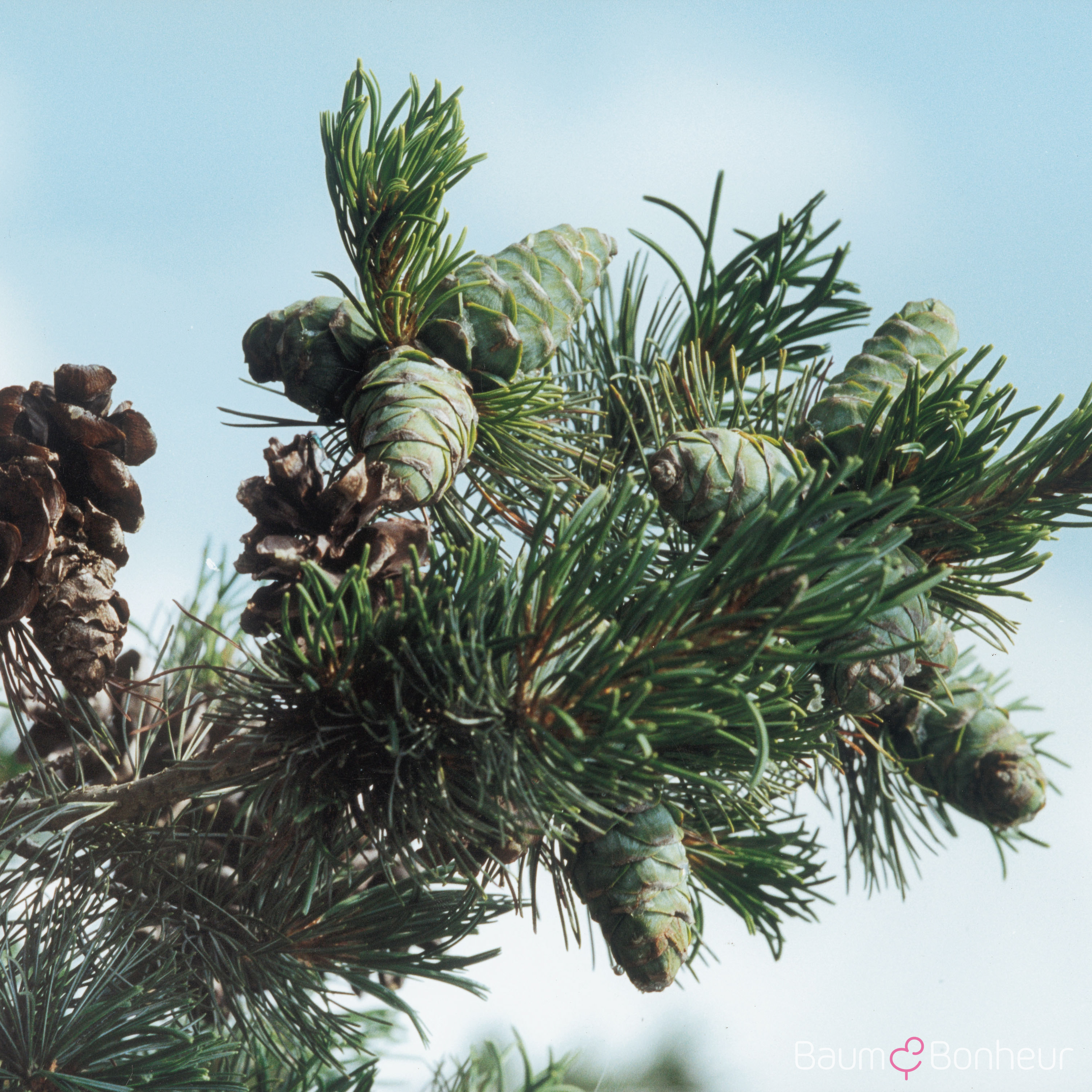 Pinus parviflora 'Glauca'