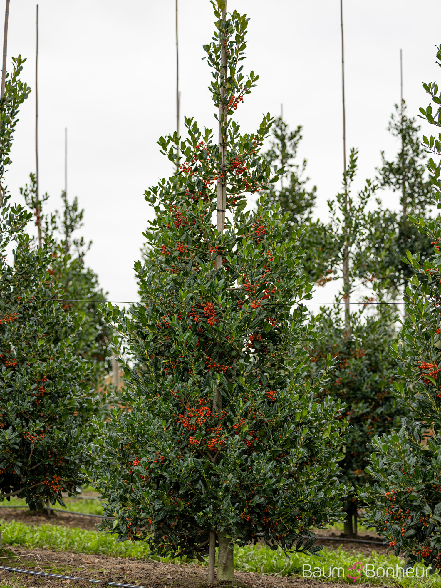 Ilex 'Nellie R. Stevens'