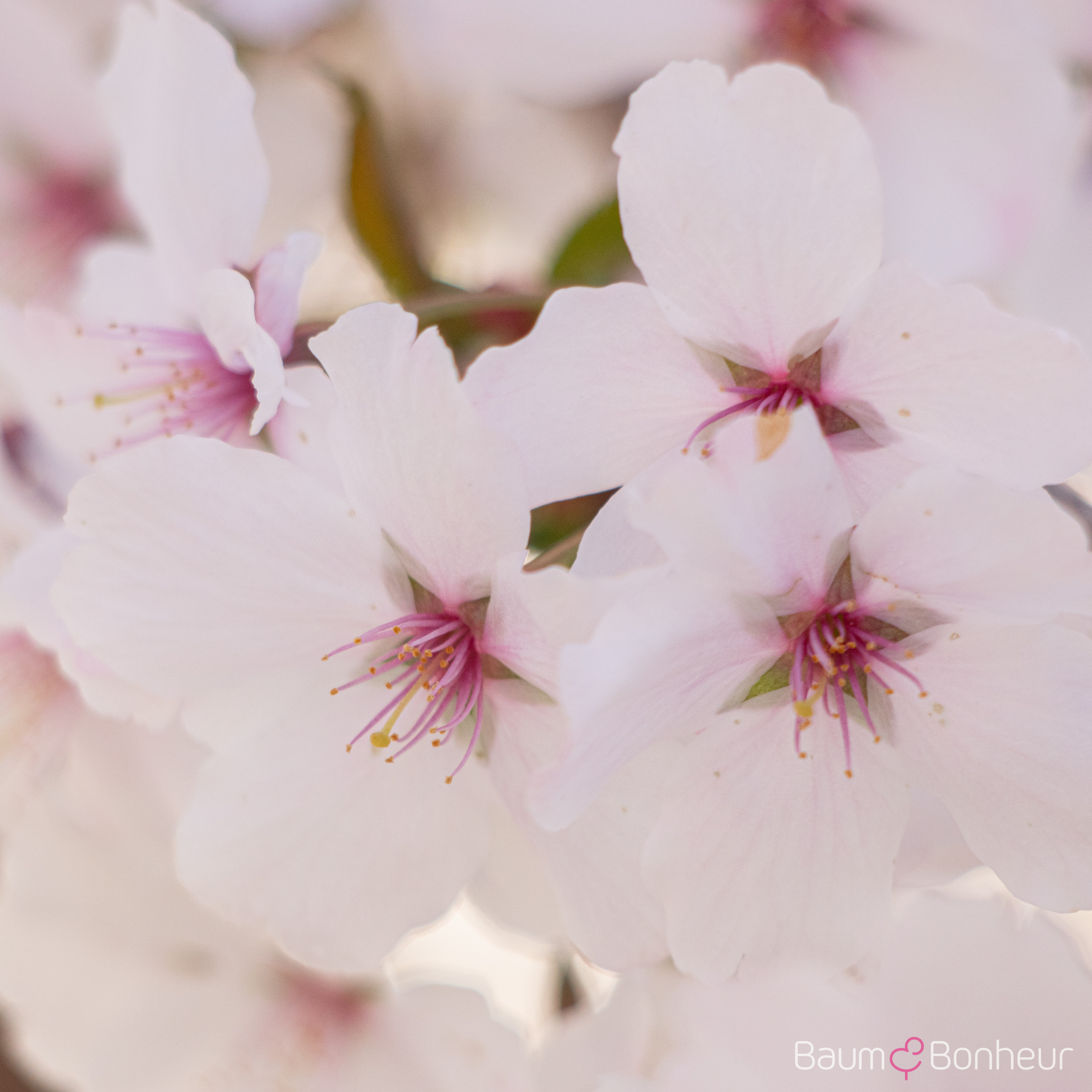 Prunus incisa 'The Bride'