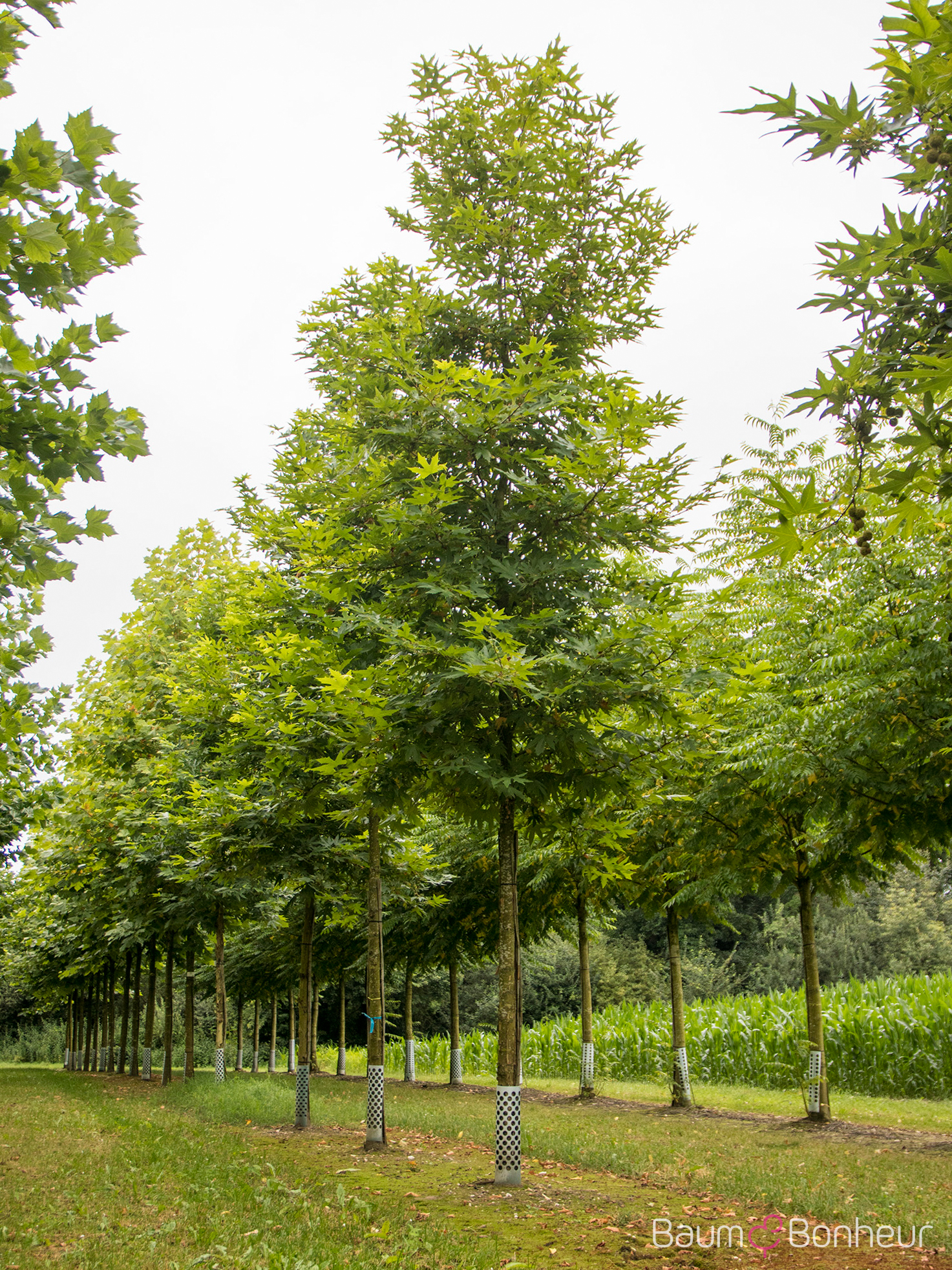 Platanus orientalis 'Minaret'