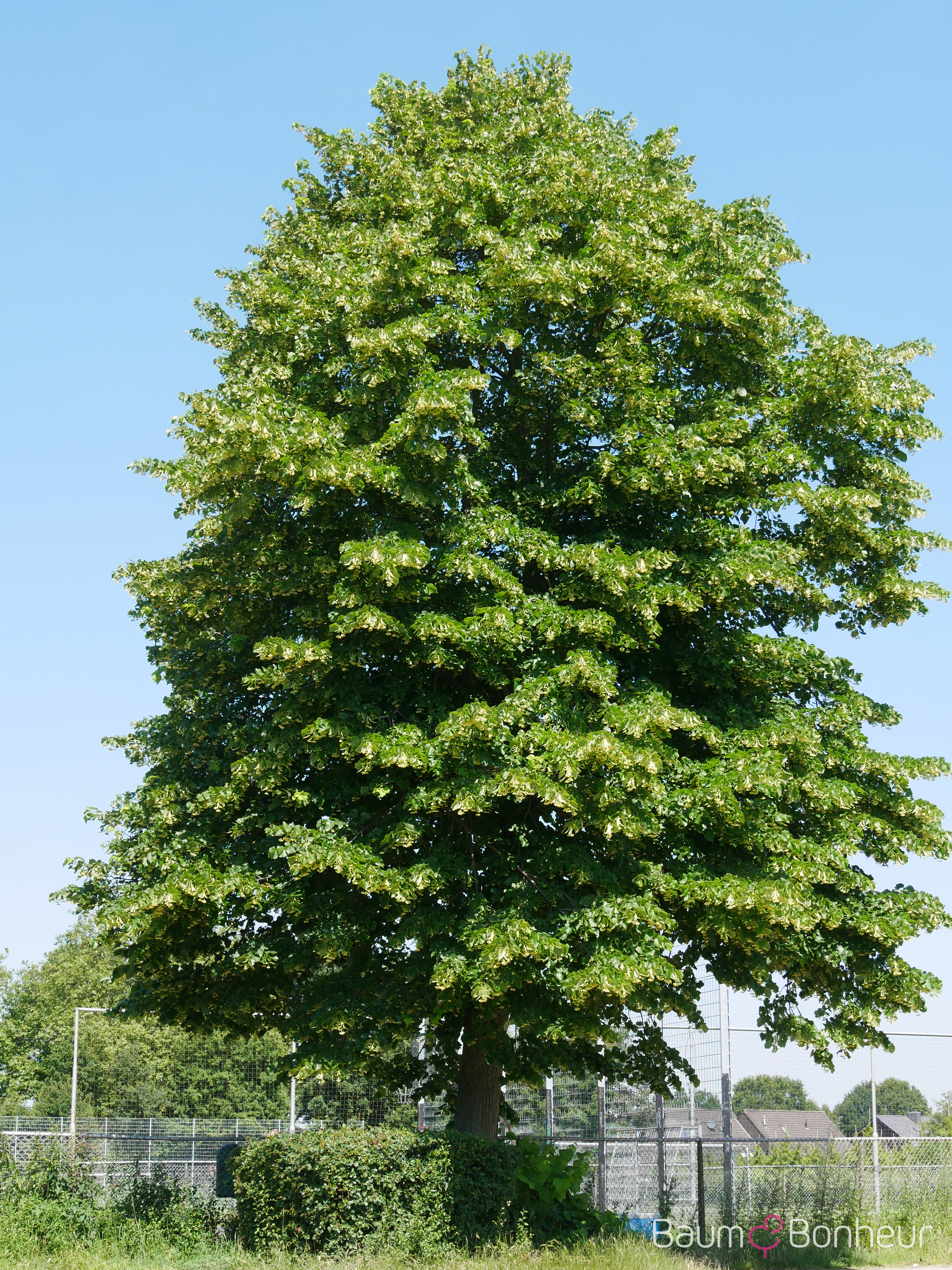 Tilia platyphyllos