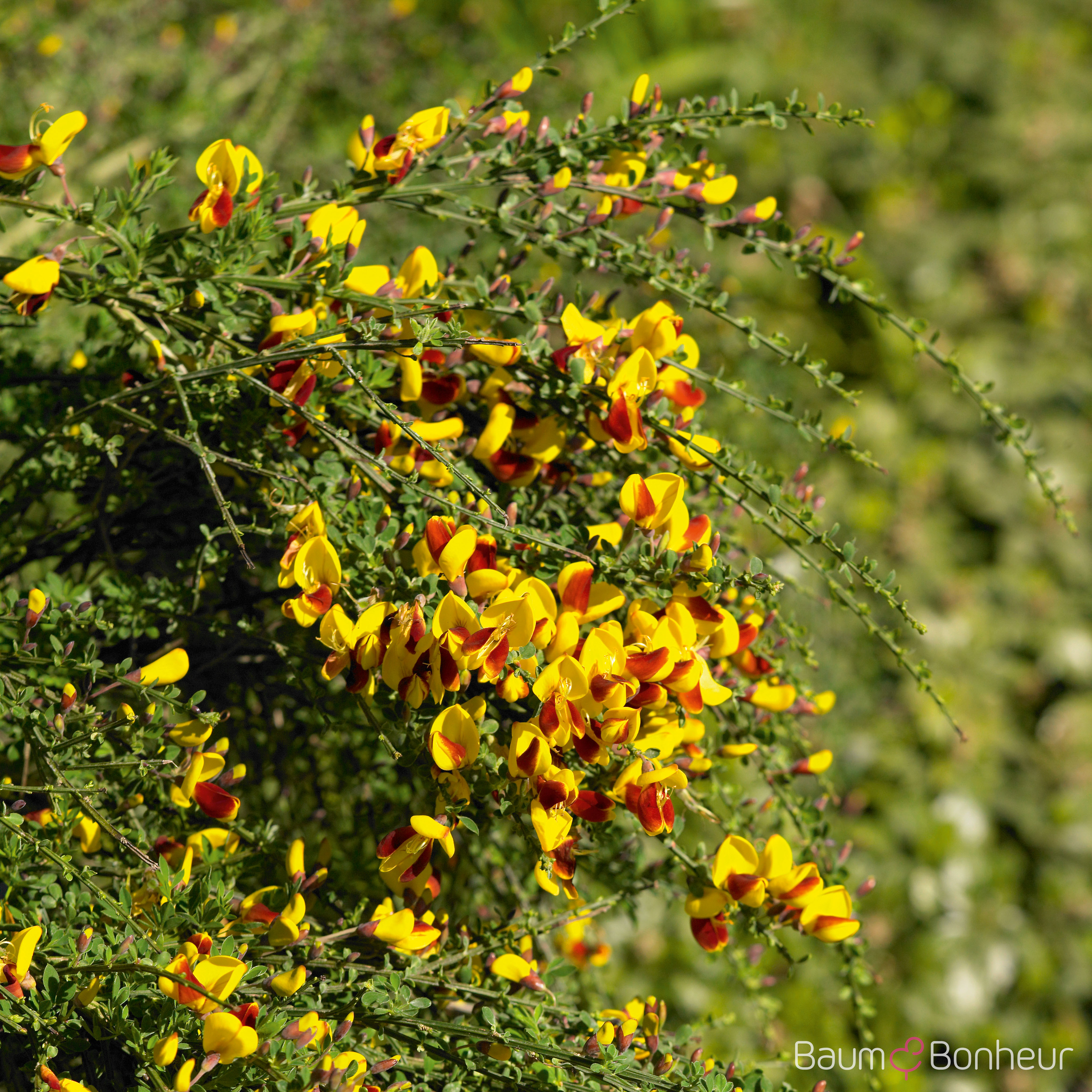 Cytisus scoparius 'Andreanus Compacta'