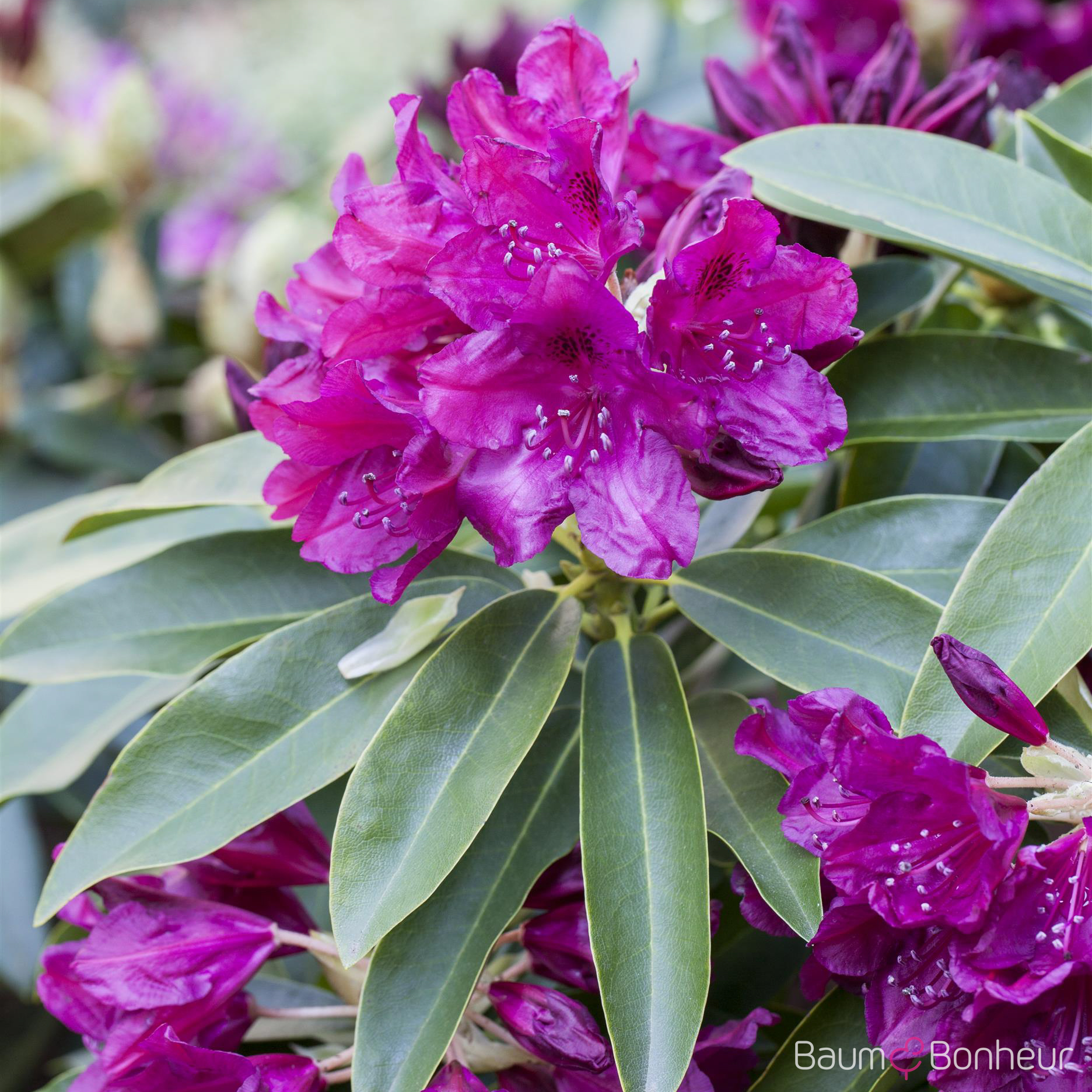 Rhododendron 'Old Port'