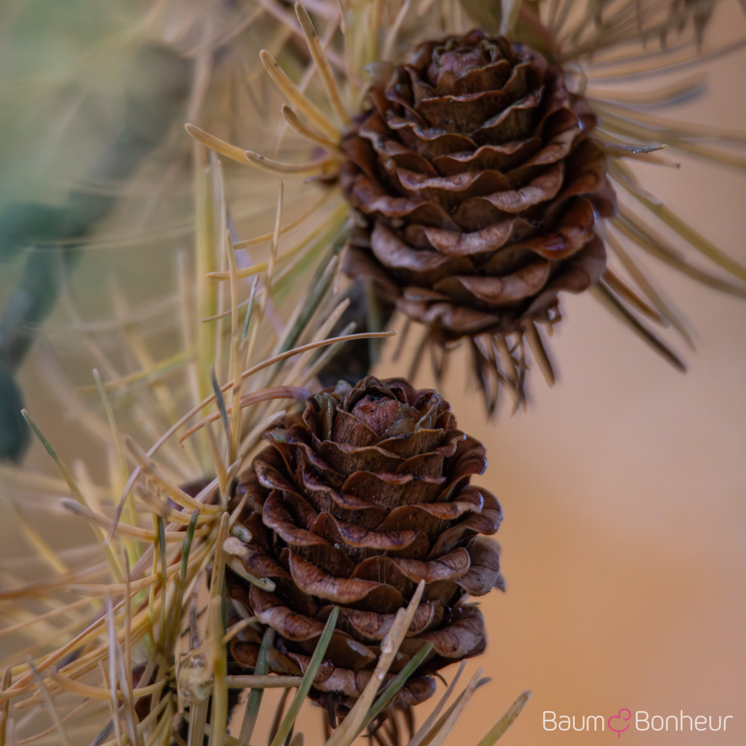 Larix kaempferi