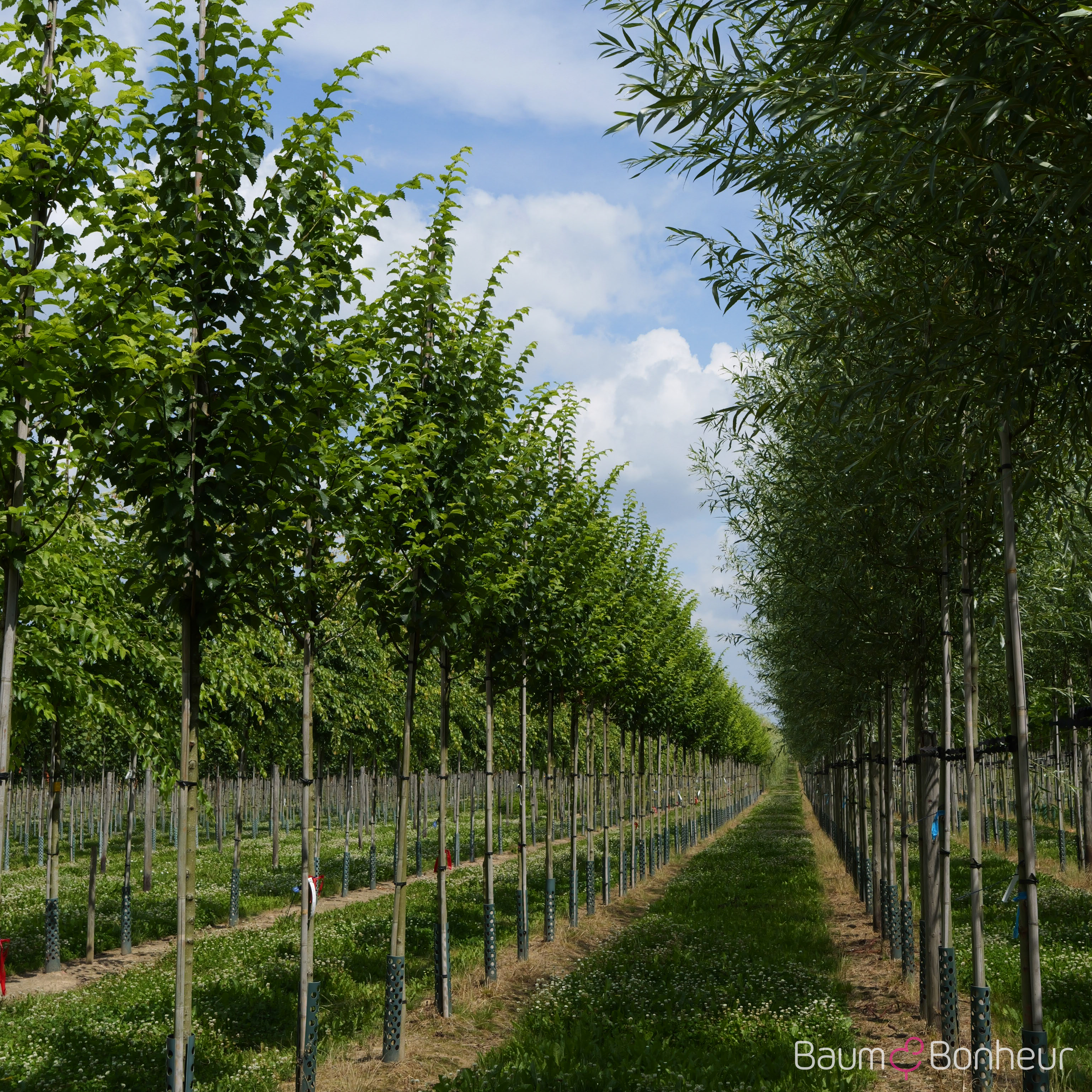 Ulmus 'Wanoux' -S-
