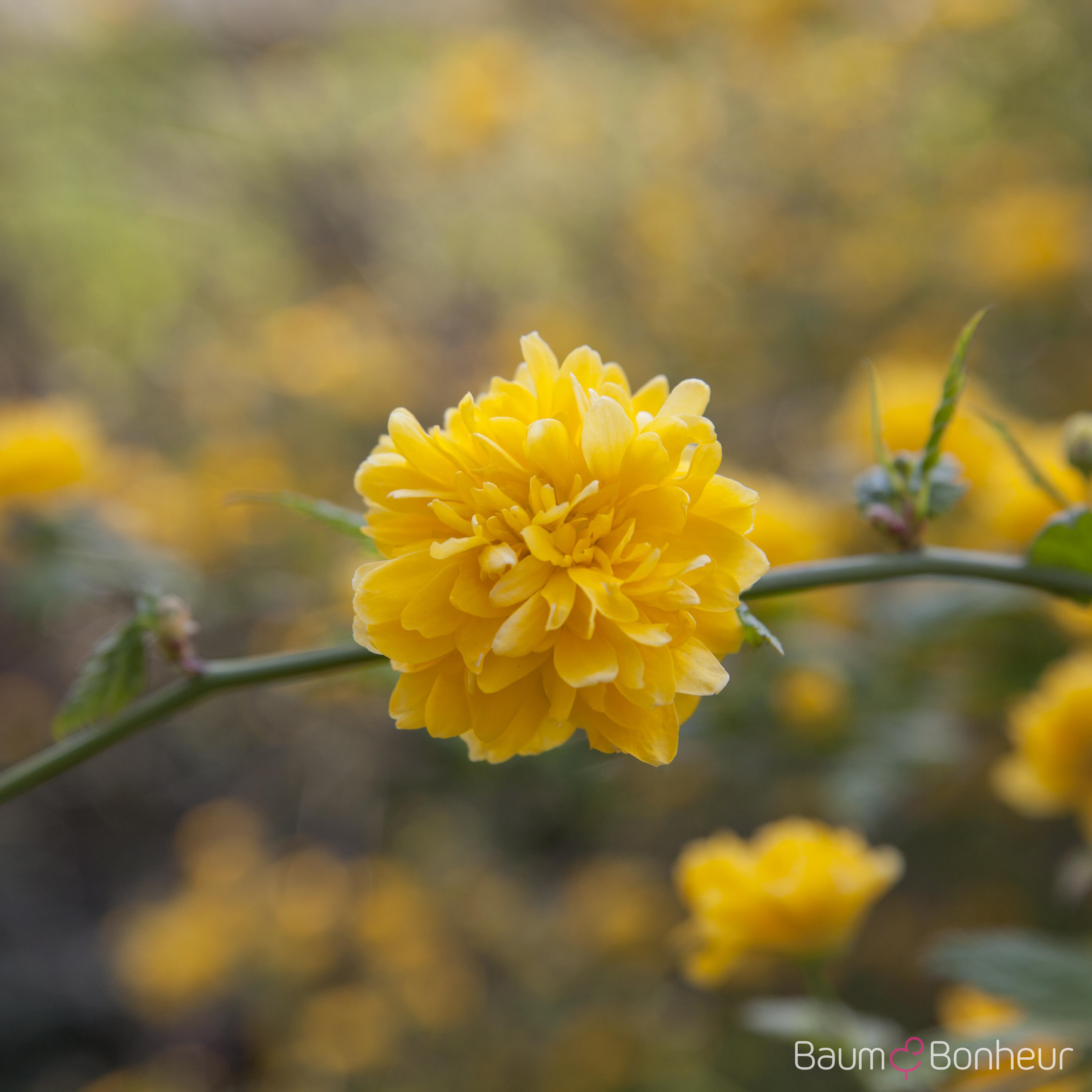 Kerria japonica 'Pleniflora'