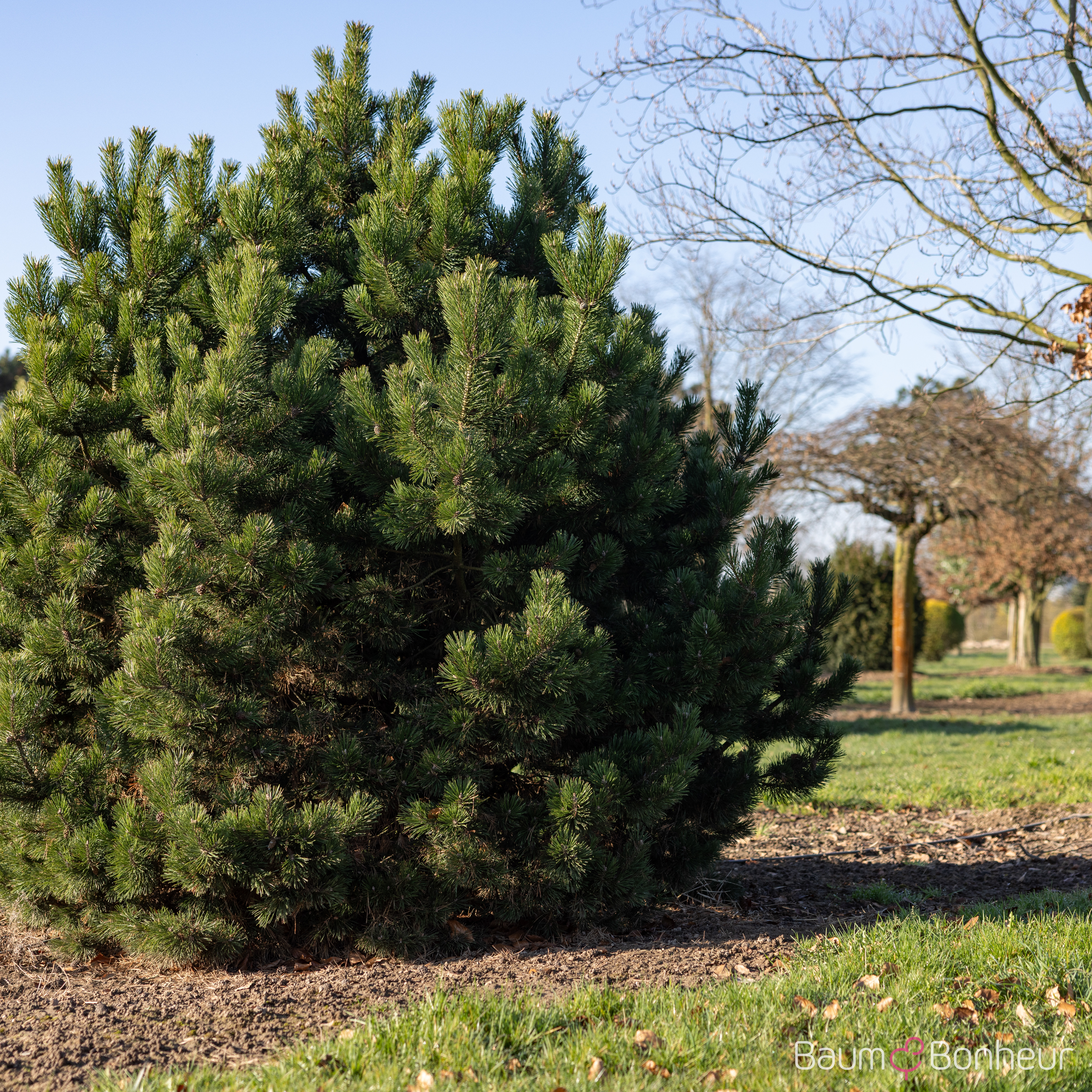 Pinus mugo pumilio