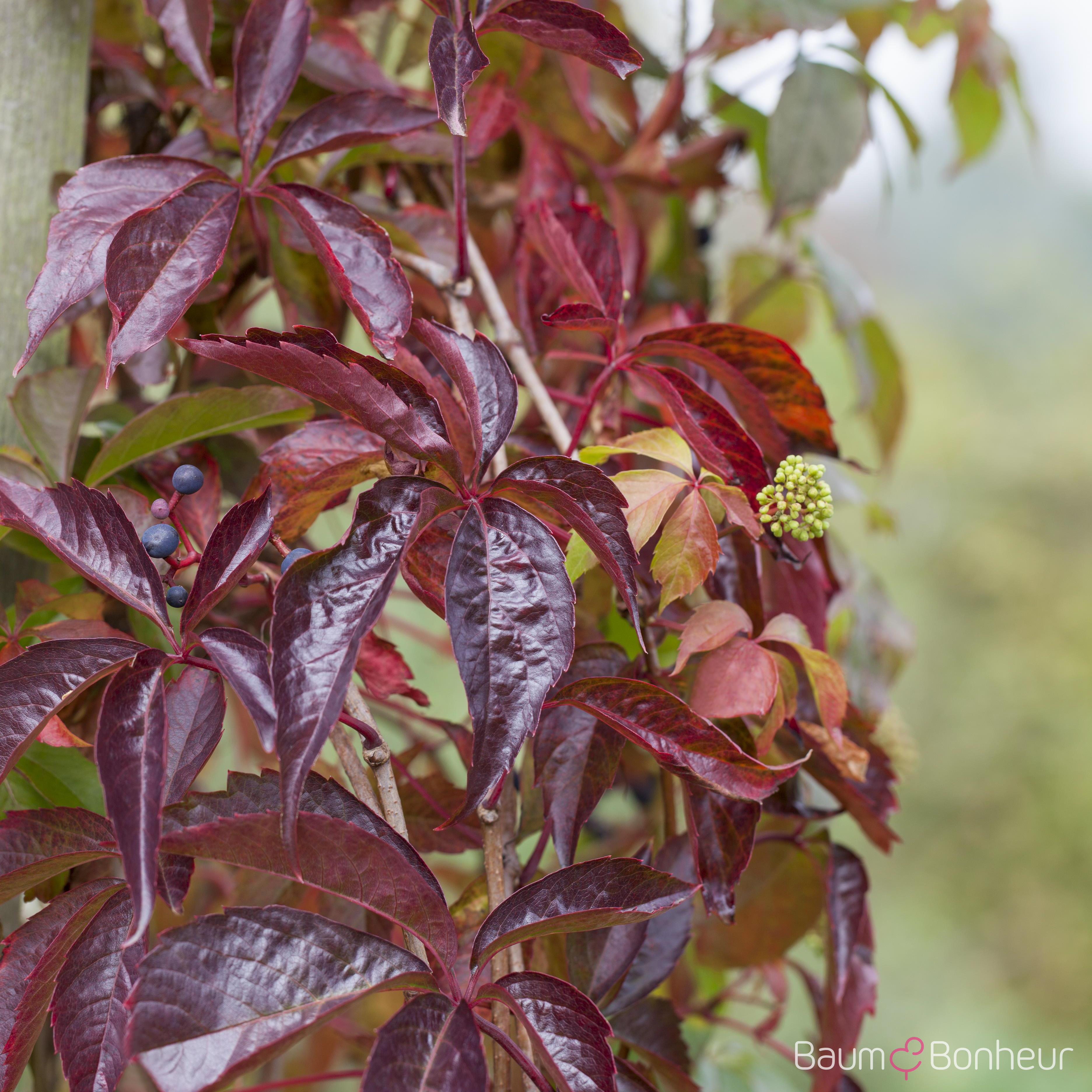 Parthenocissus quinquefolia