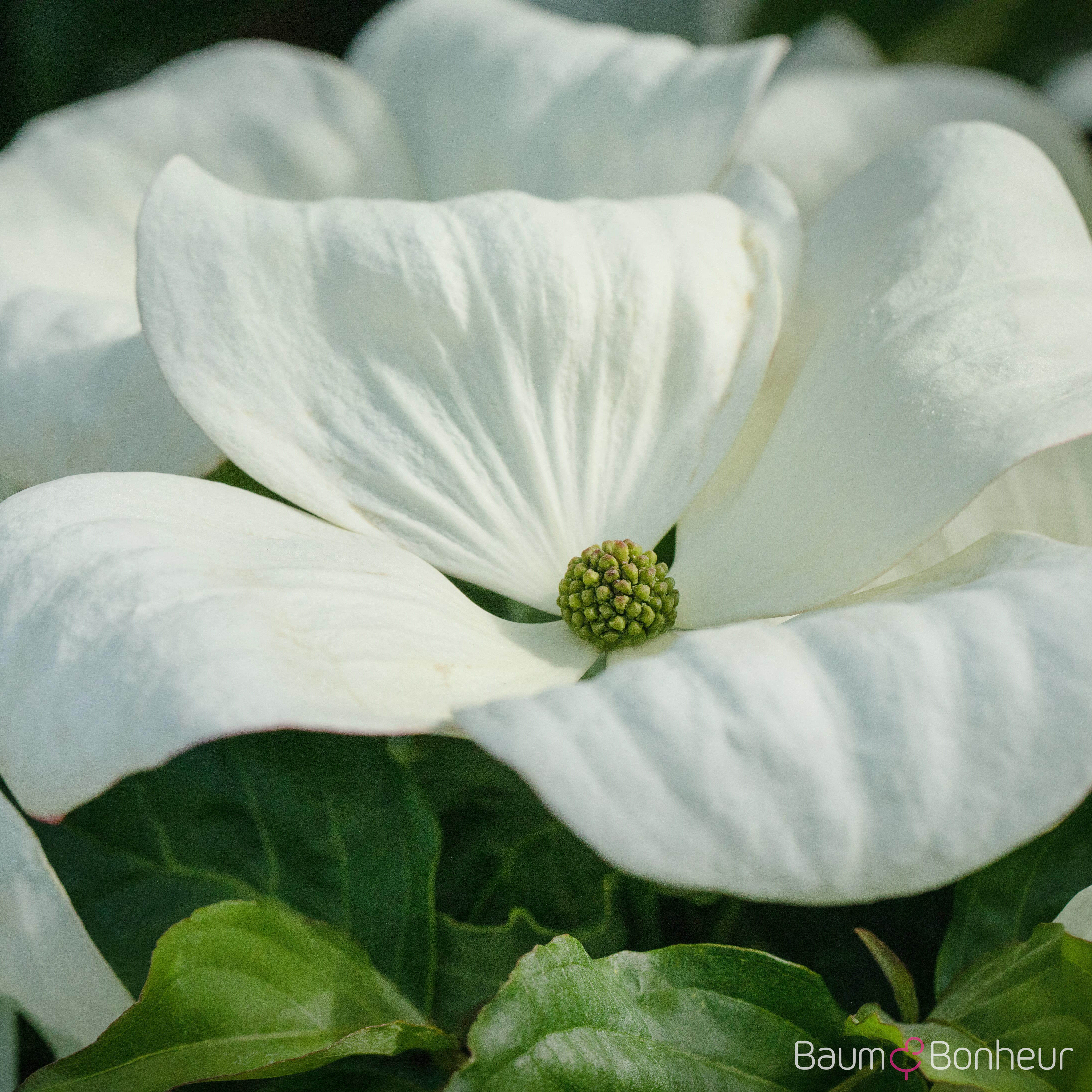 Cornus nuttallii