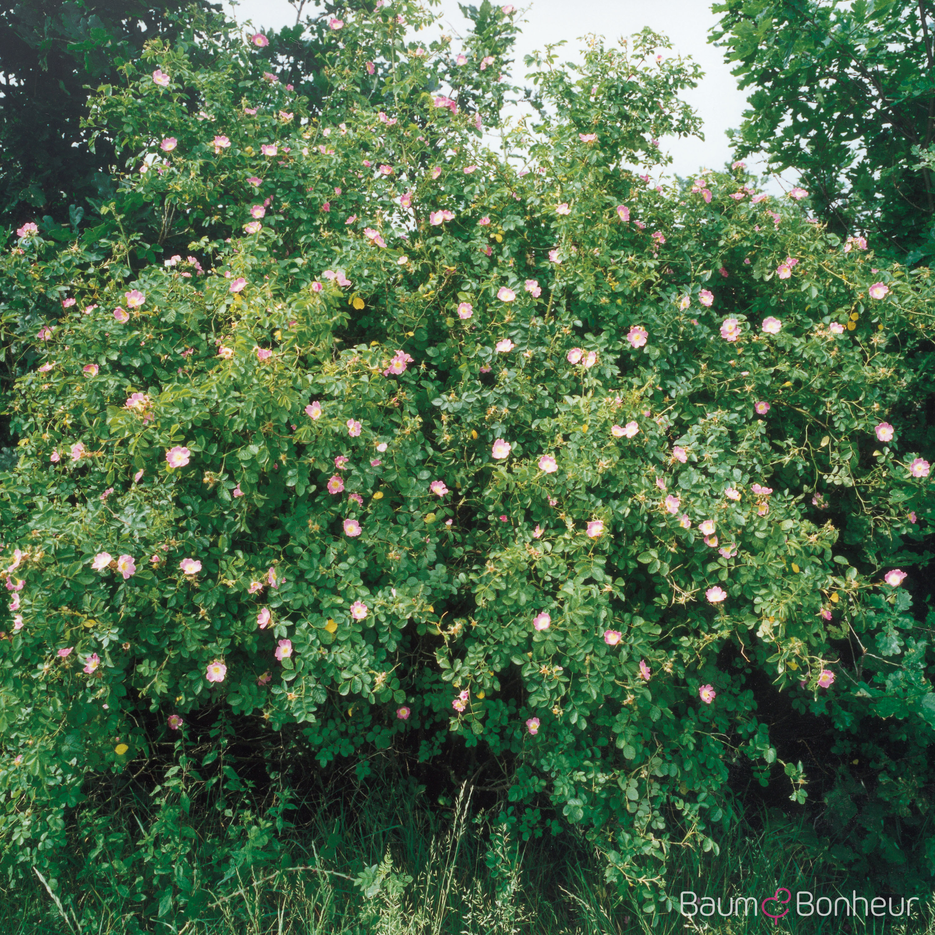 Rosa rubiginosa
