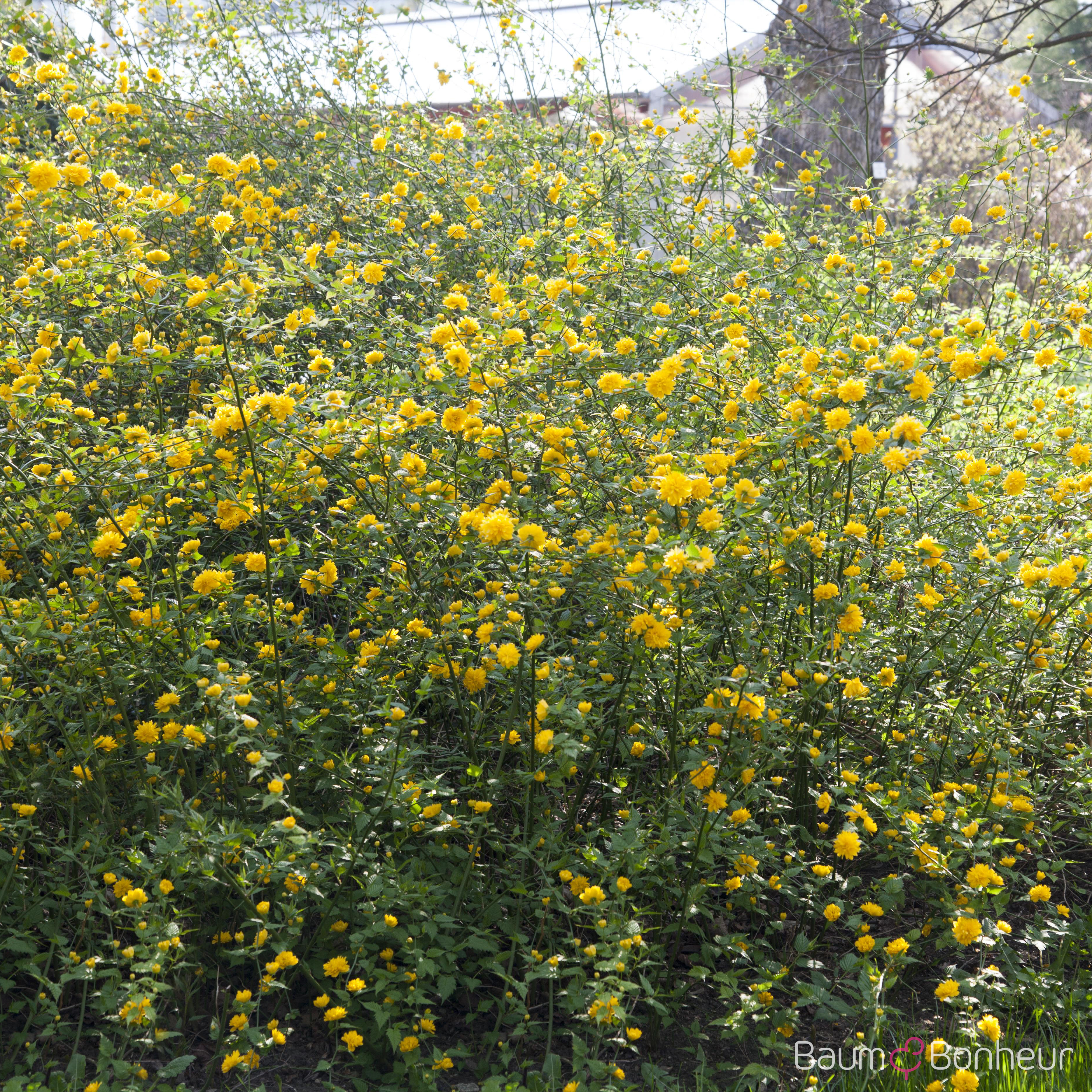 Kerria japonica 'Pleniflora'