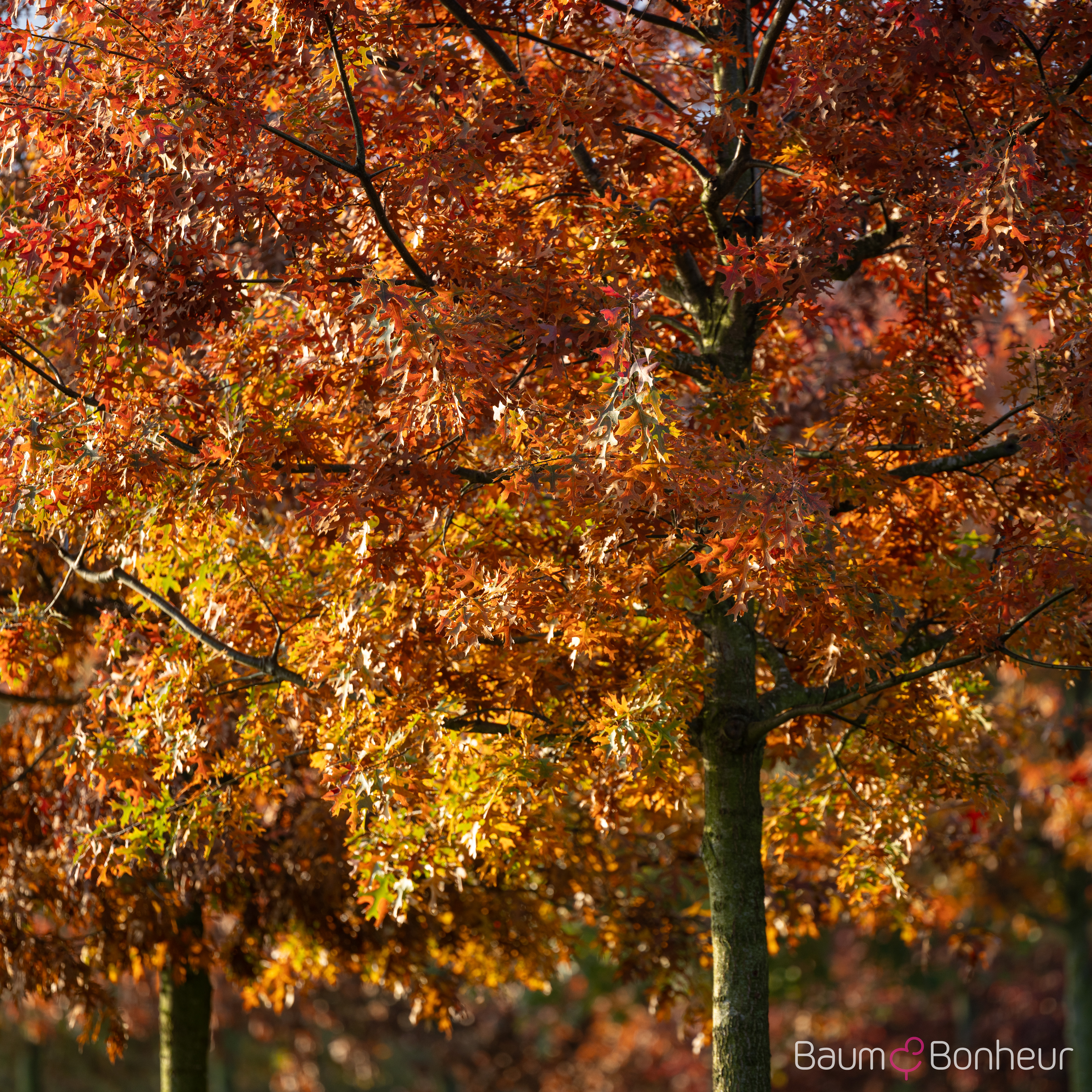 Quercus ellipsoidalis