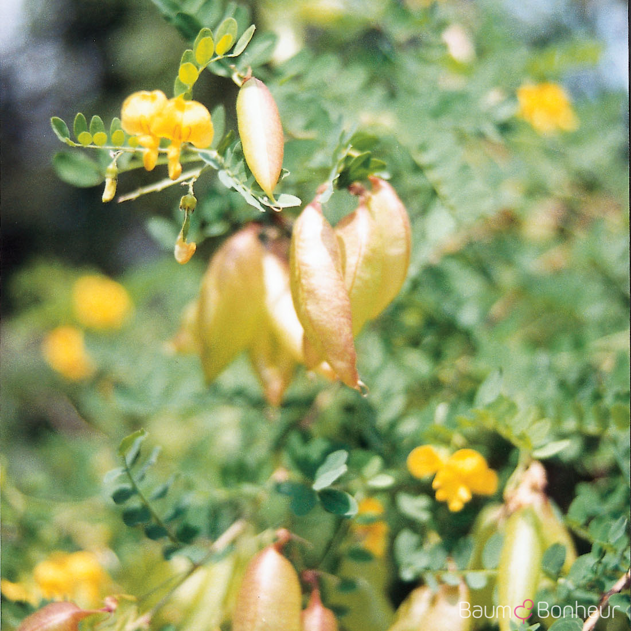 Colutea arborescens