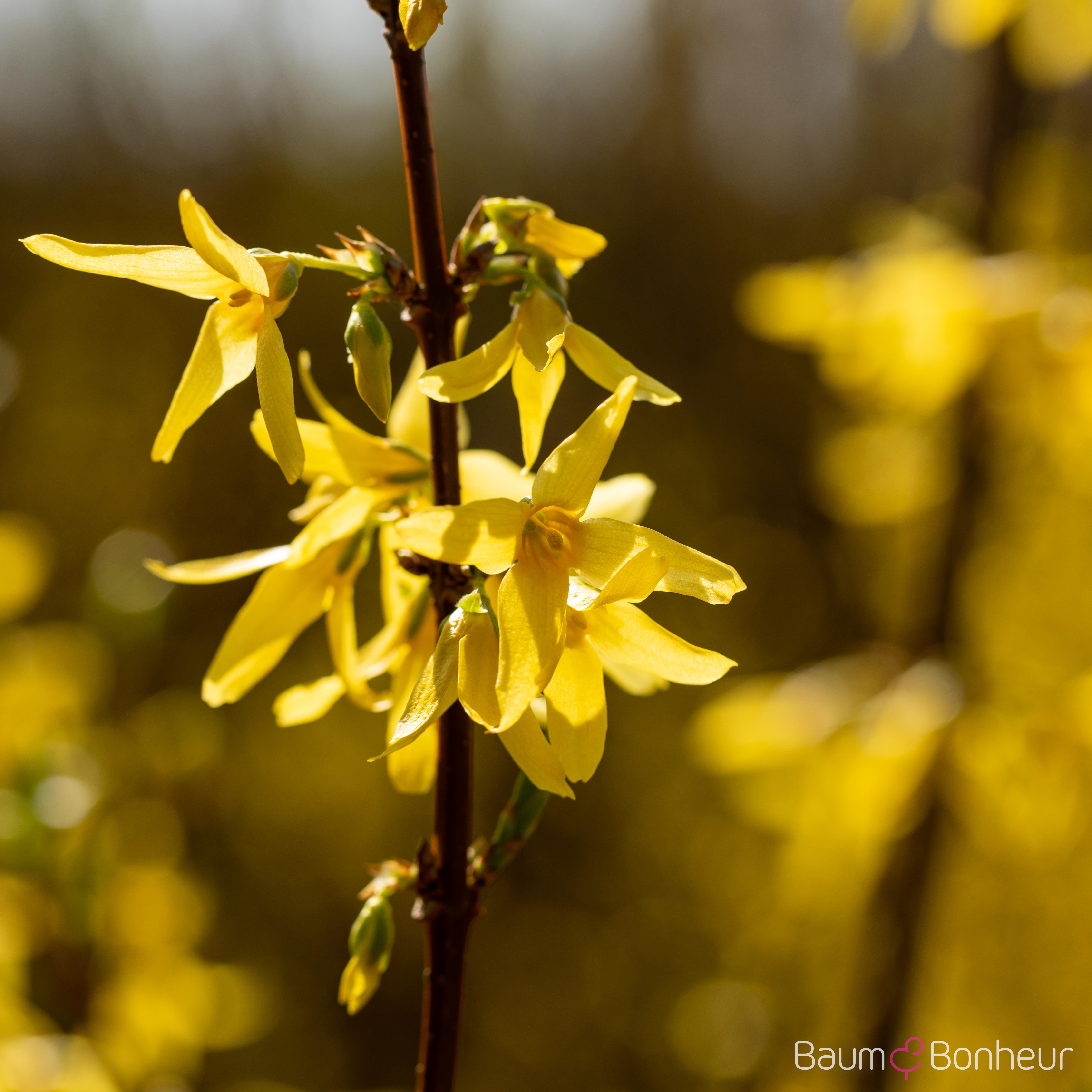 Forsythia intermedia 'Spectabilis'