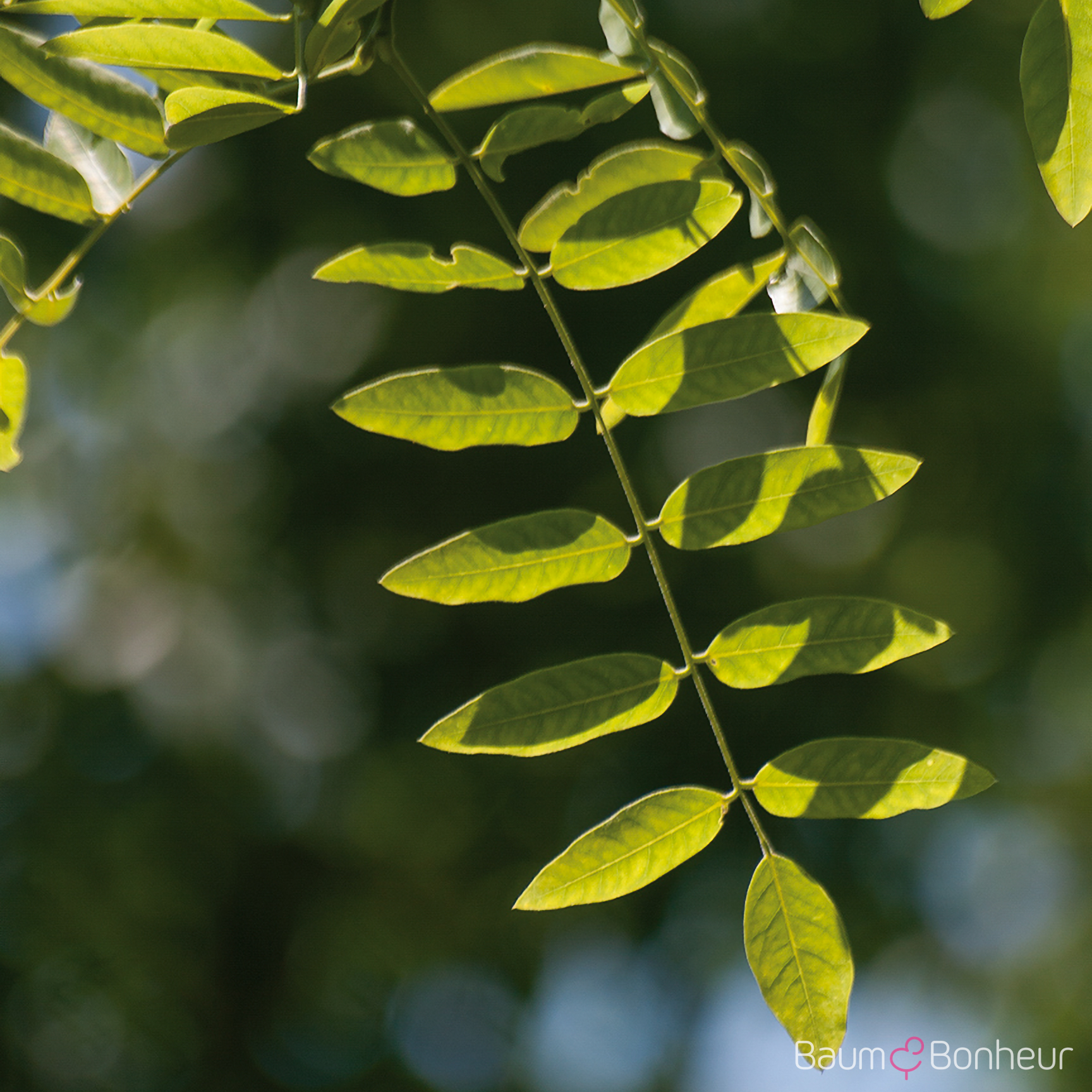 Sophora japonica