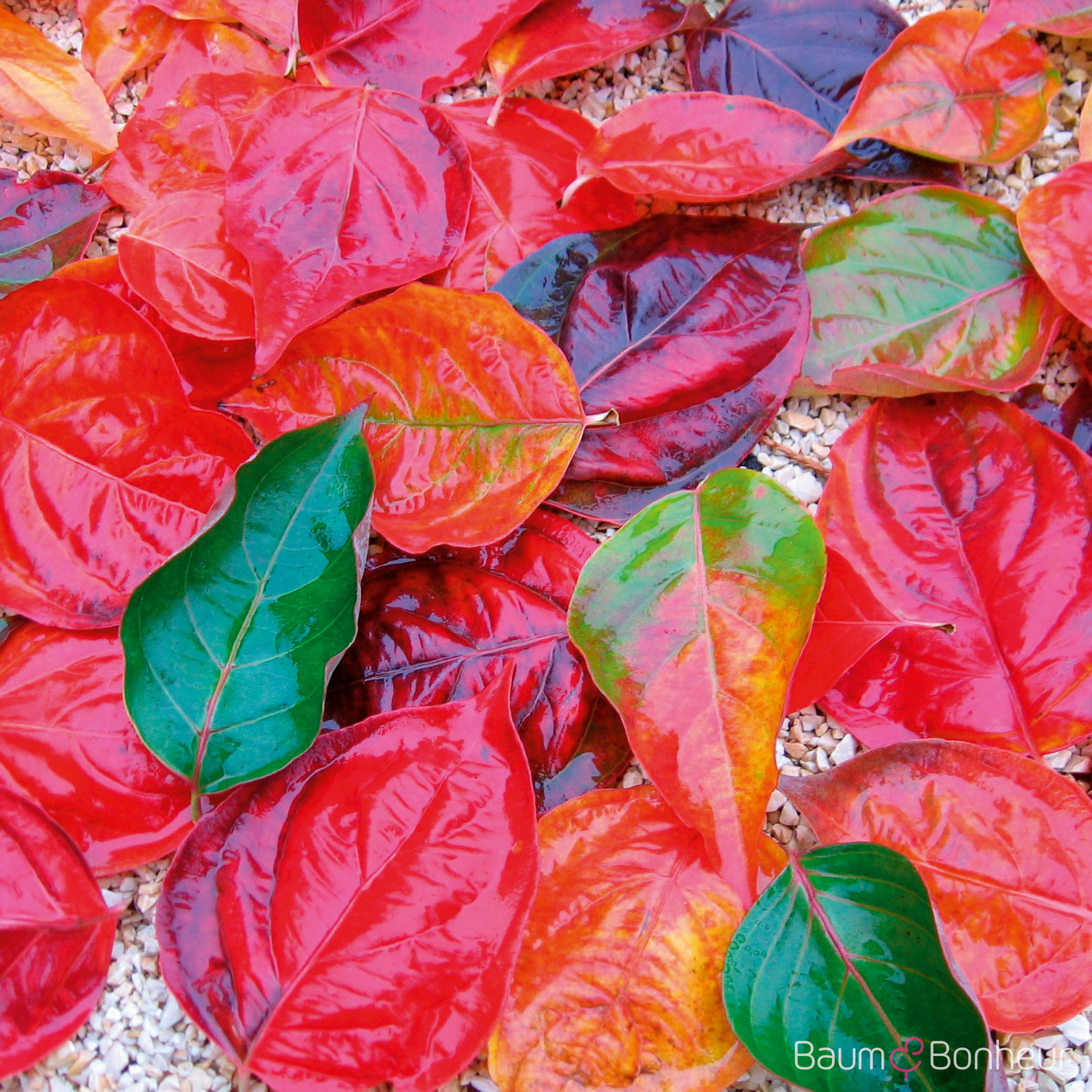 Cornus kousa 'Venus' ®