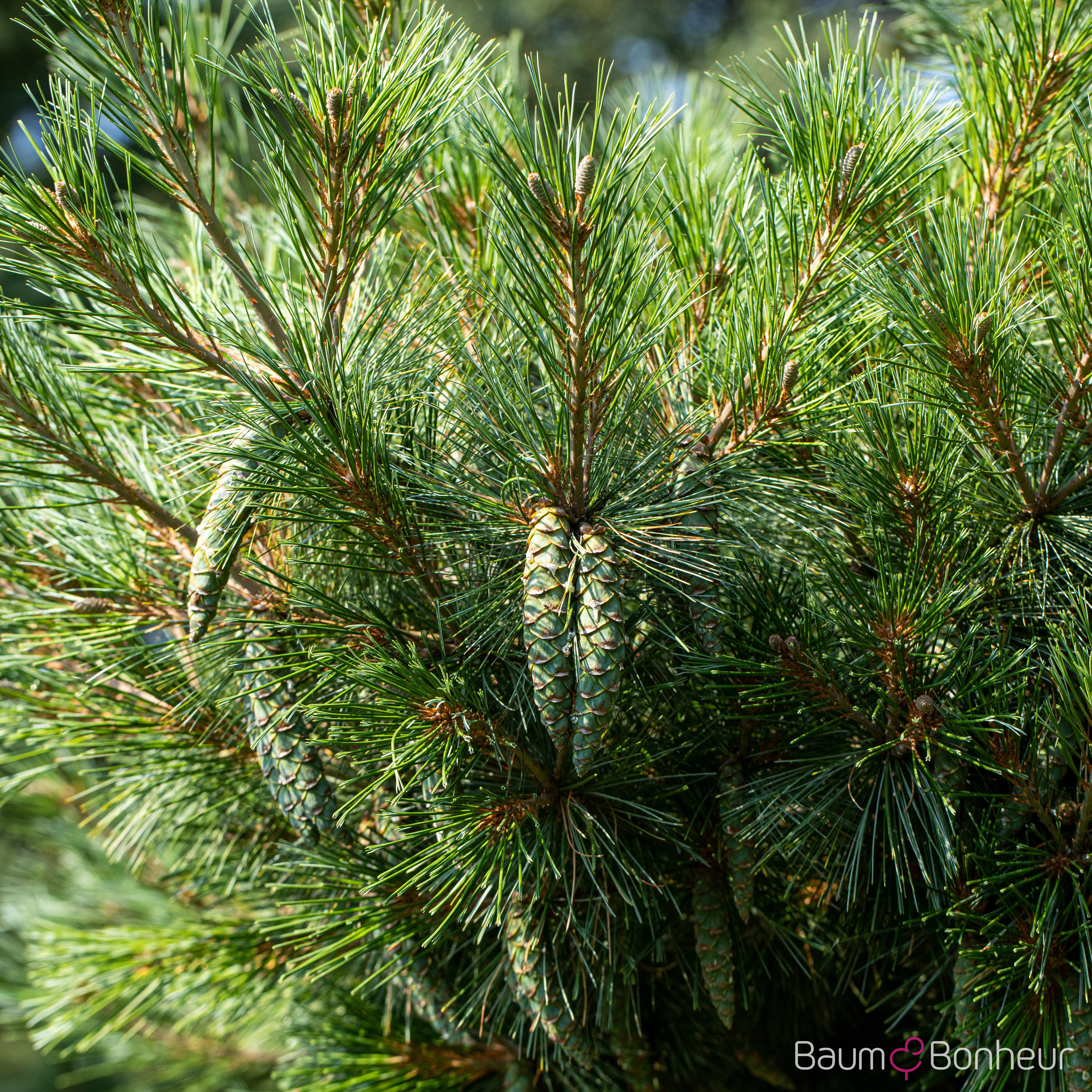 Pinus strobus 'Radiata'