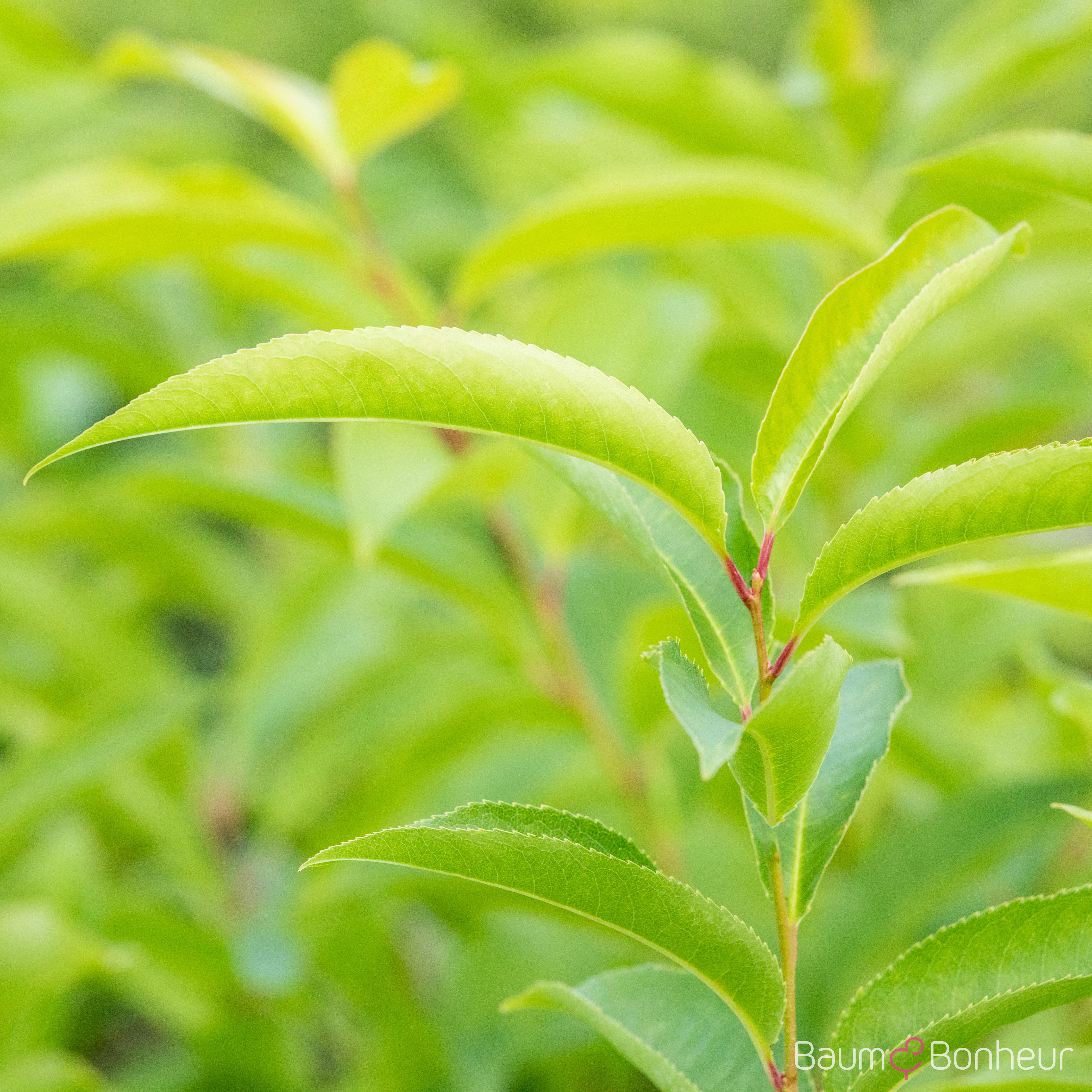 Prunus serotina