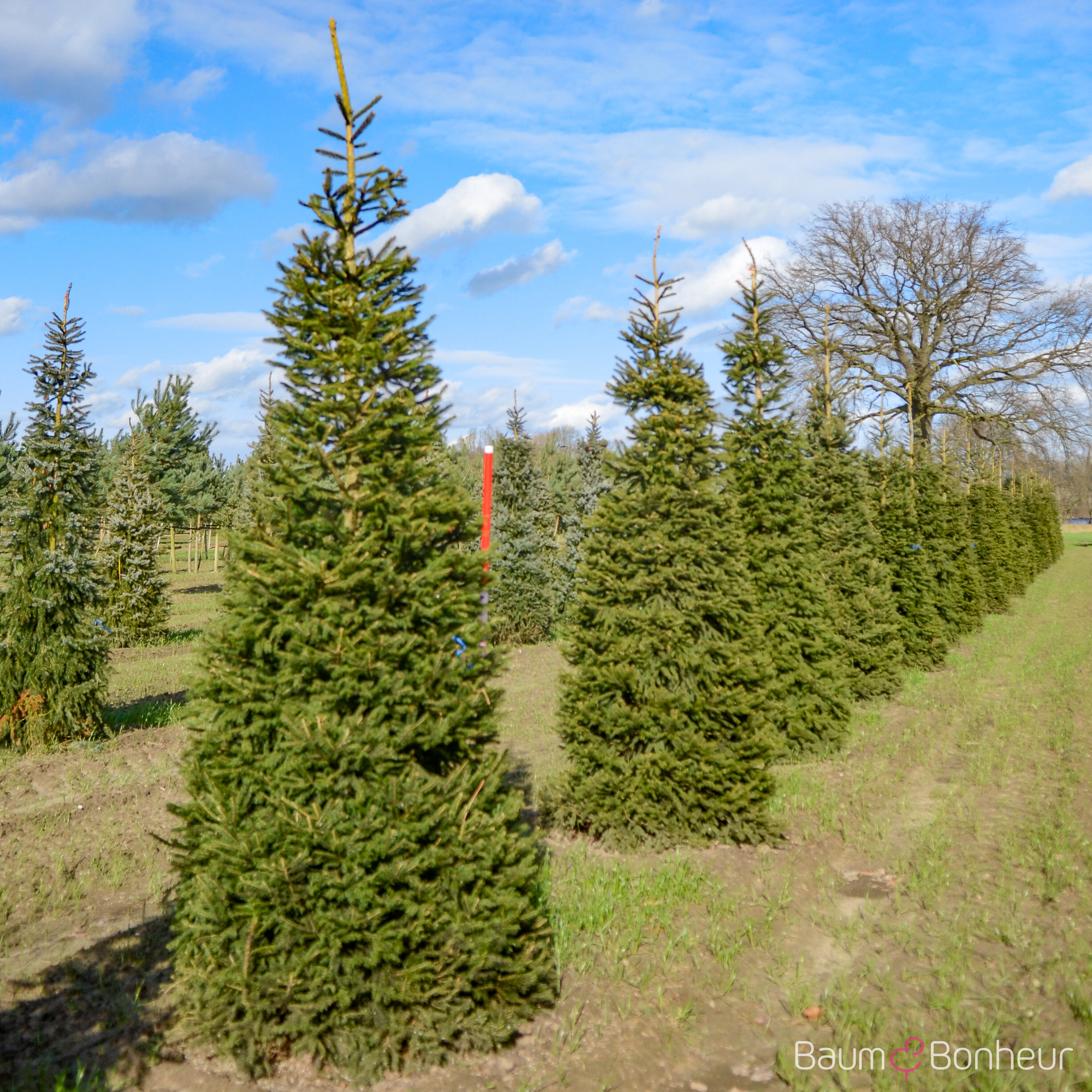 Picea abies