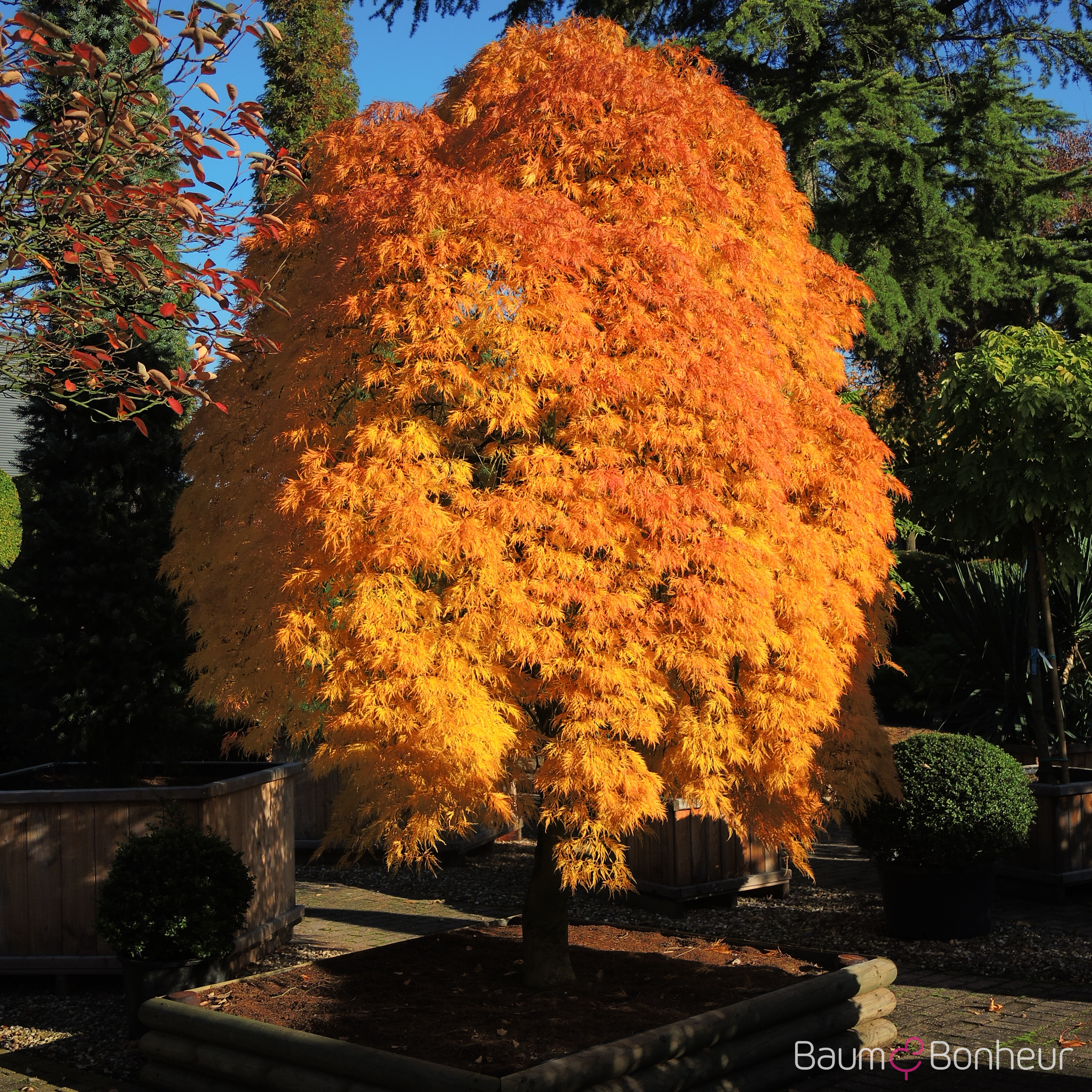 Acer palmatum 'Dissectum'