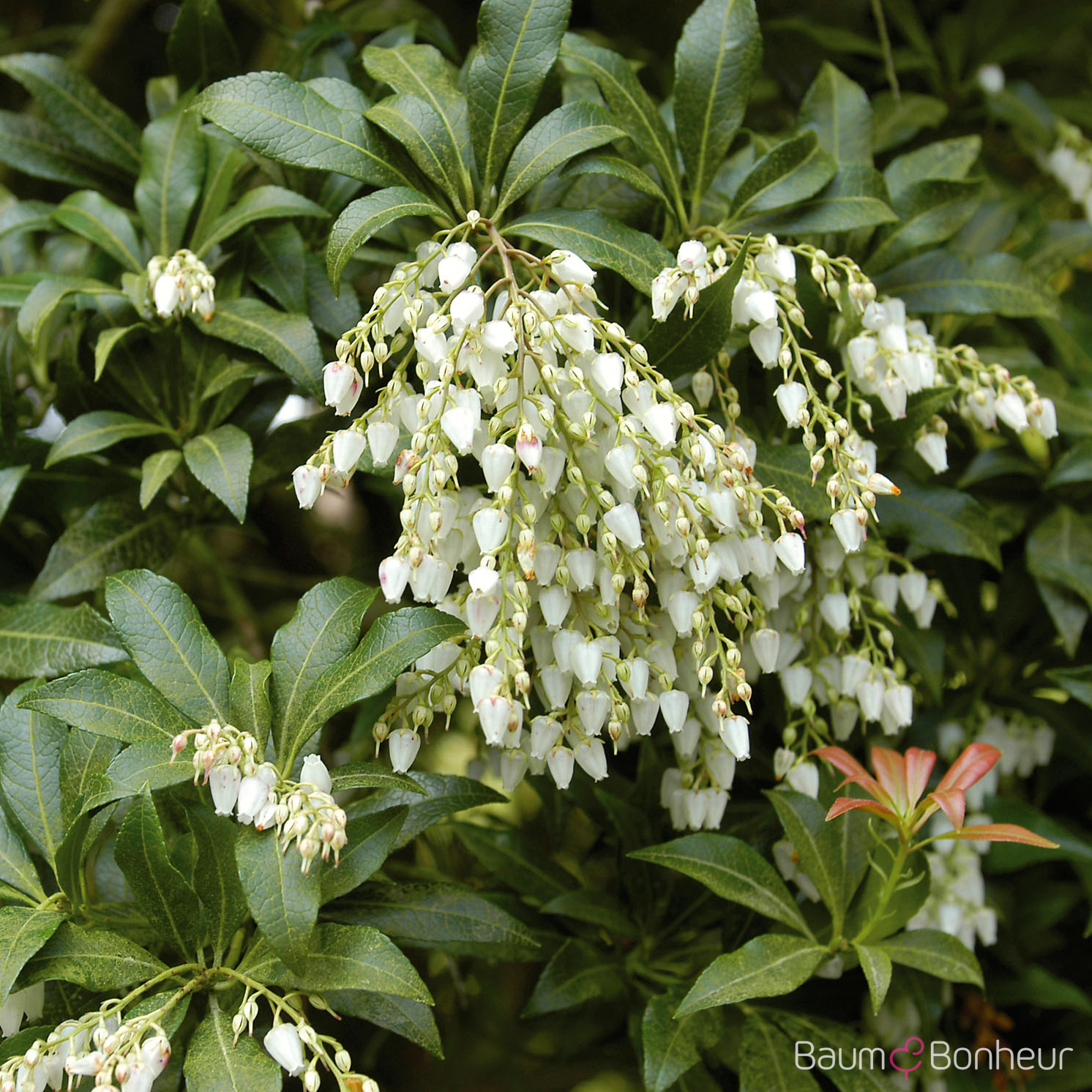Pieris japonica