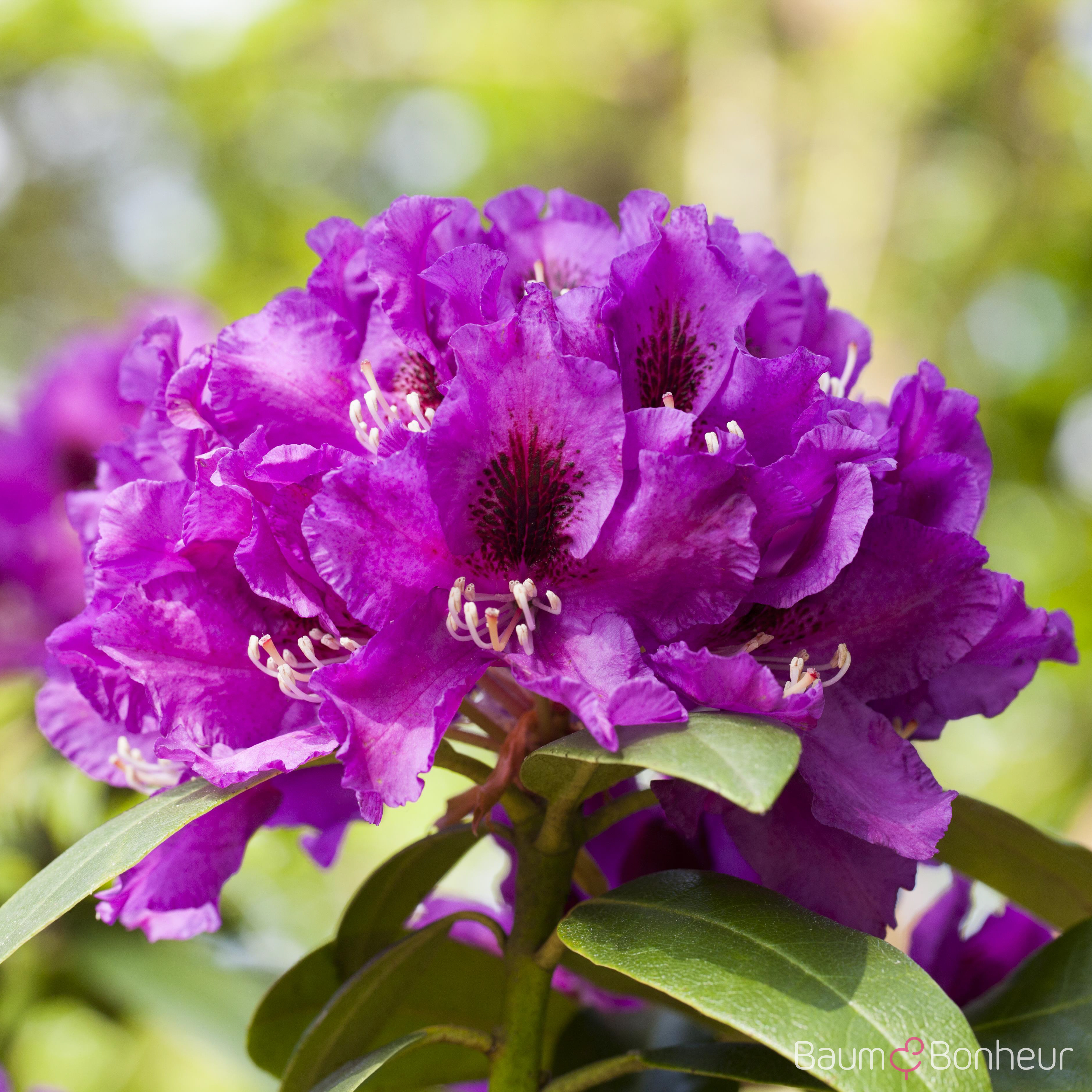 Rhododendron 'Rasputin'