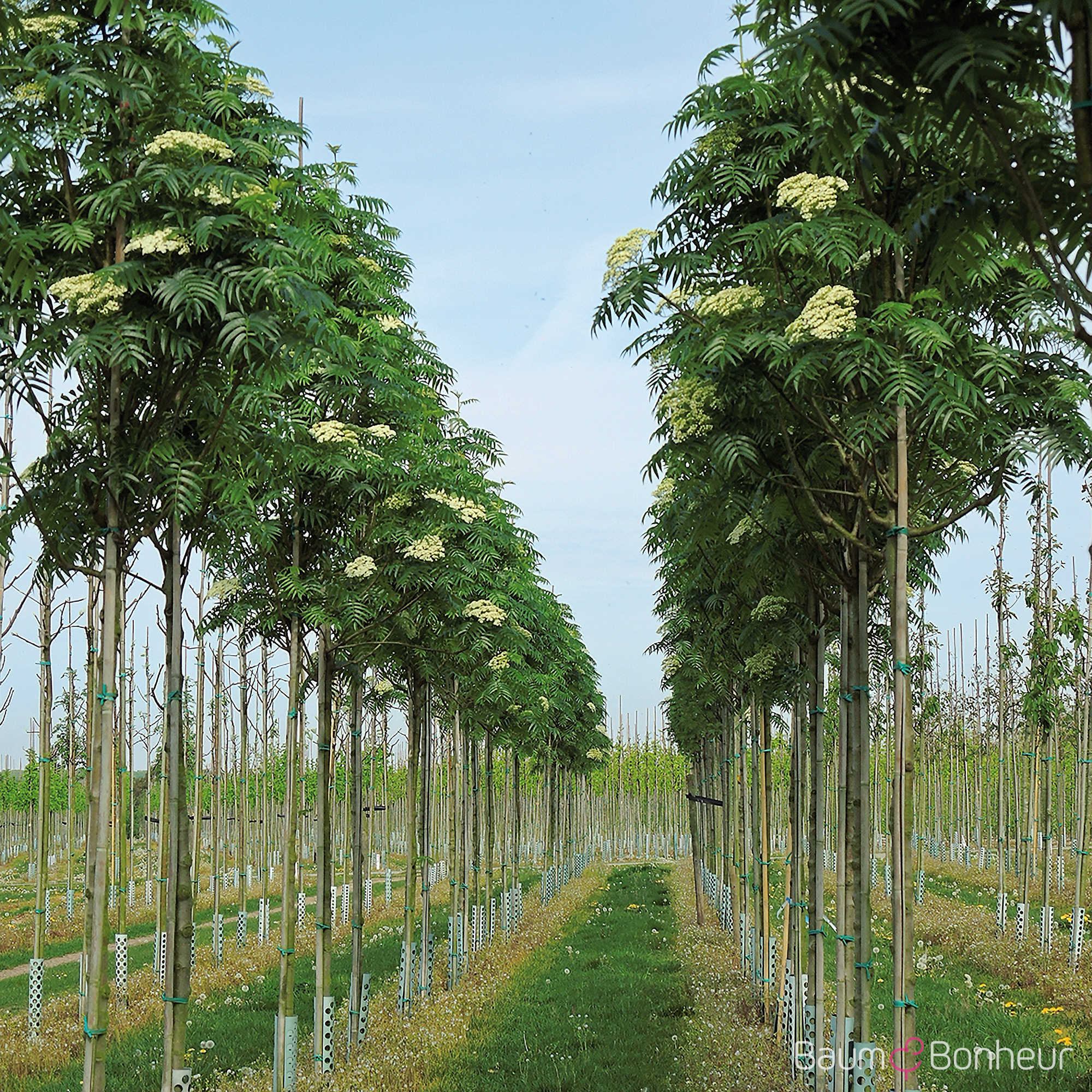 Sorbus 'Dodong'