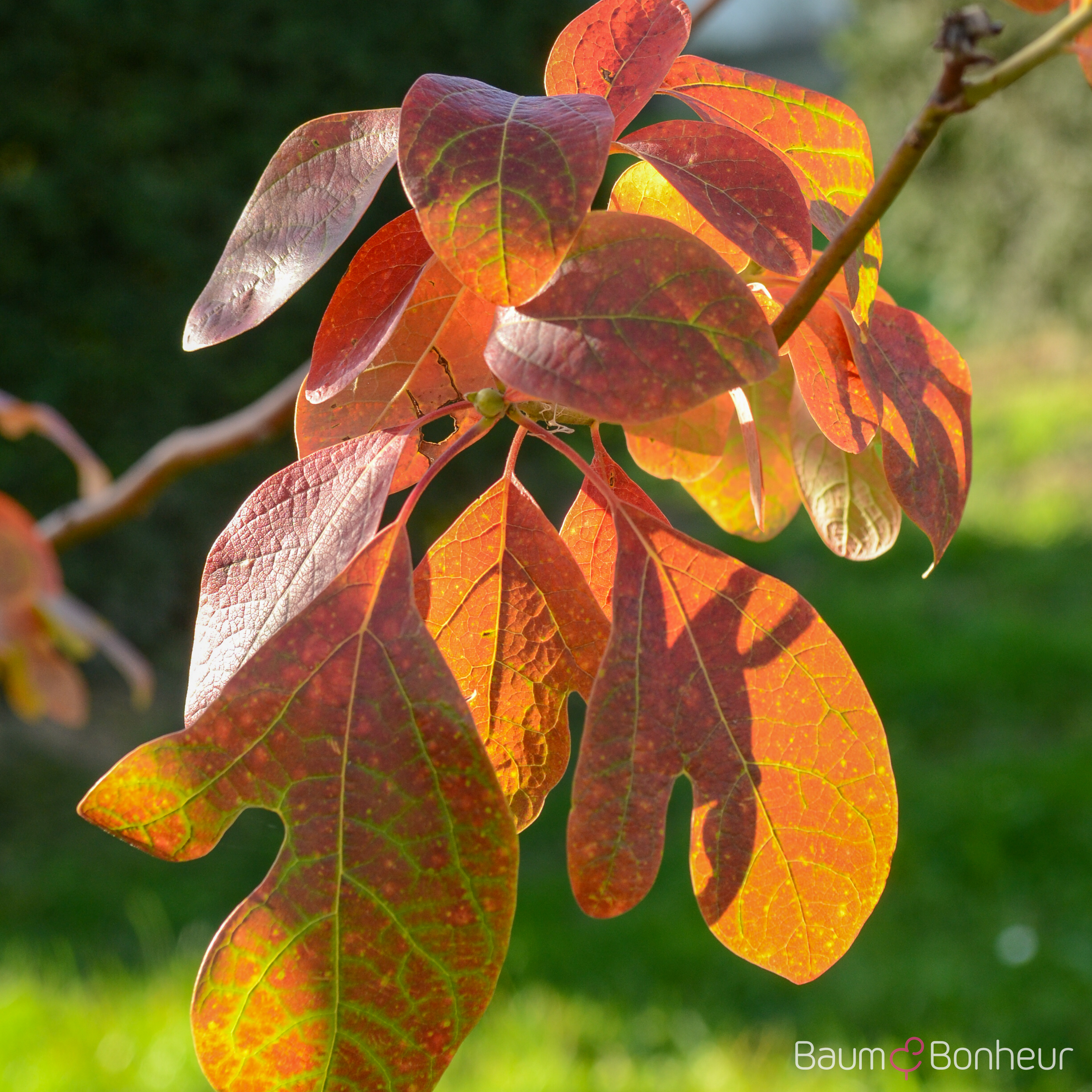 Sassafras albidum