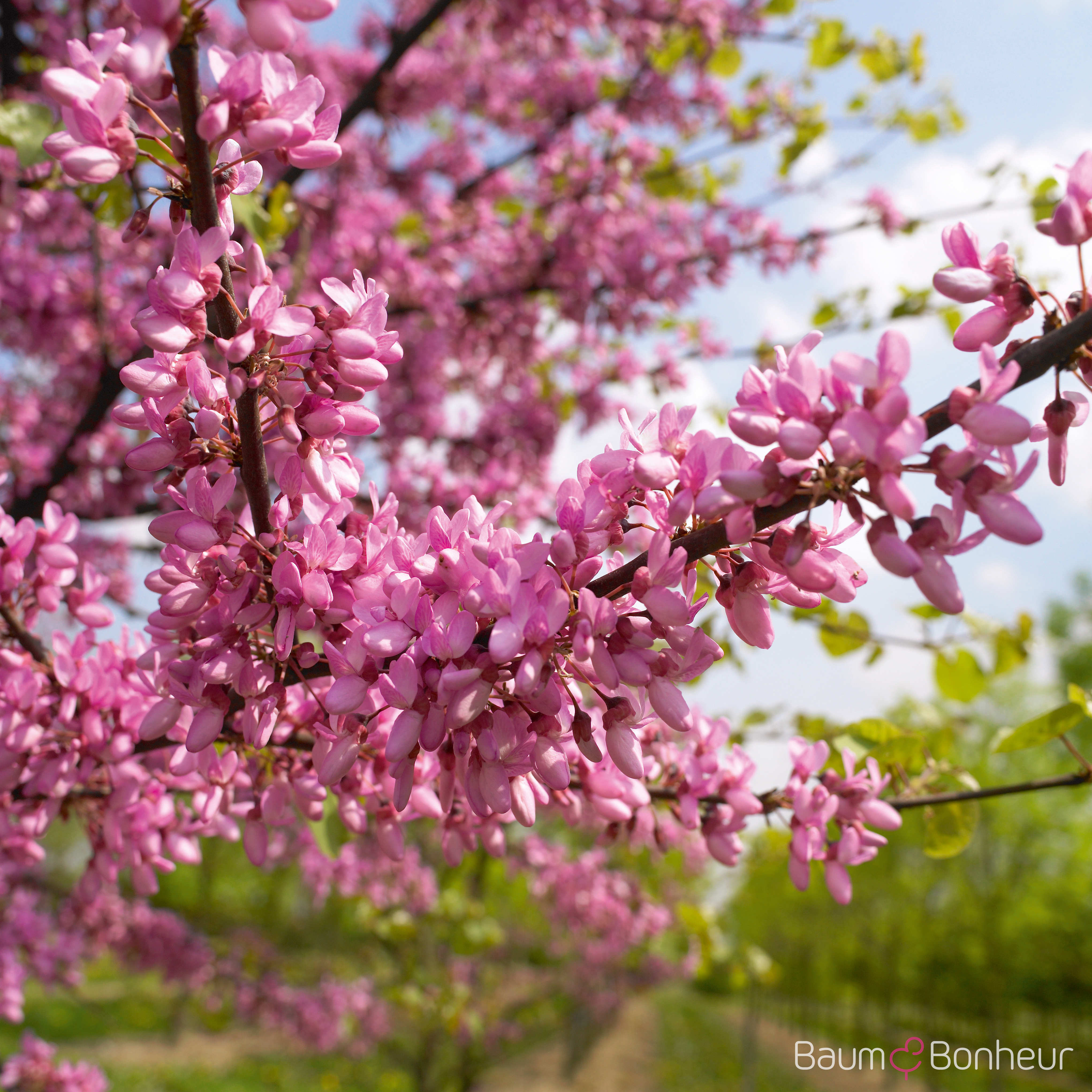 Cercis siliquastrum