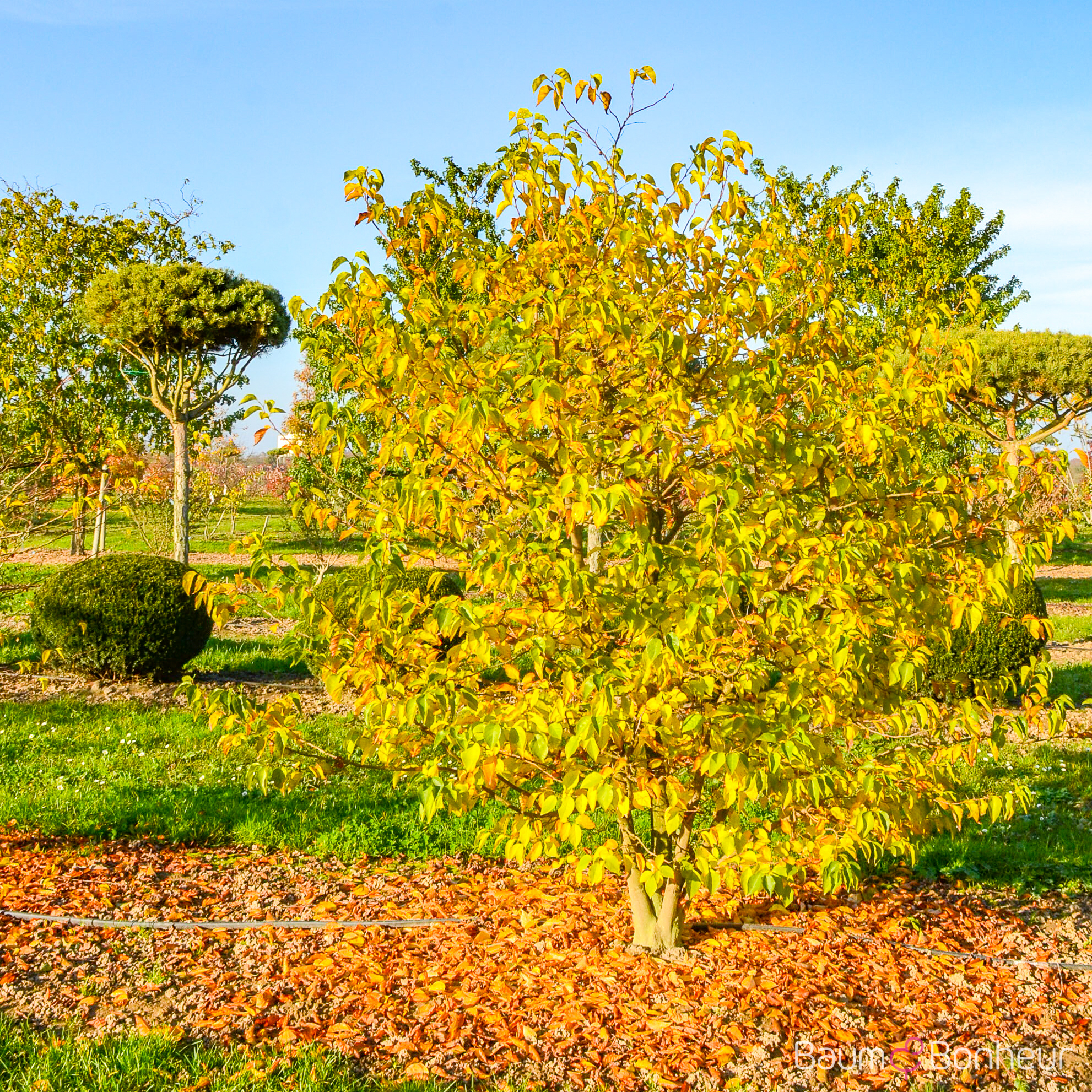 Styrax japonicus