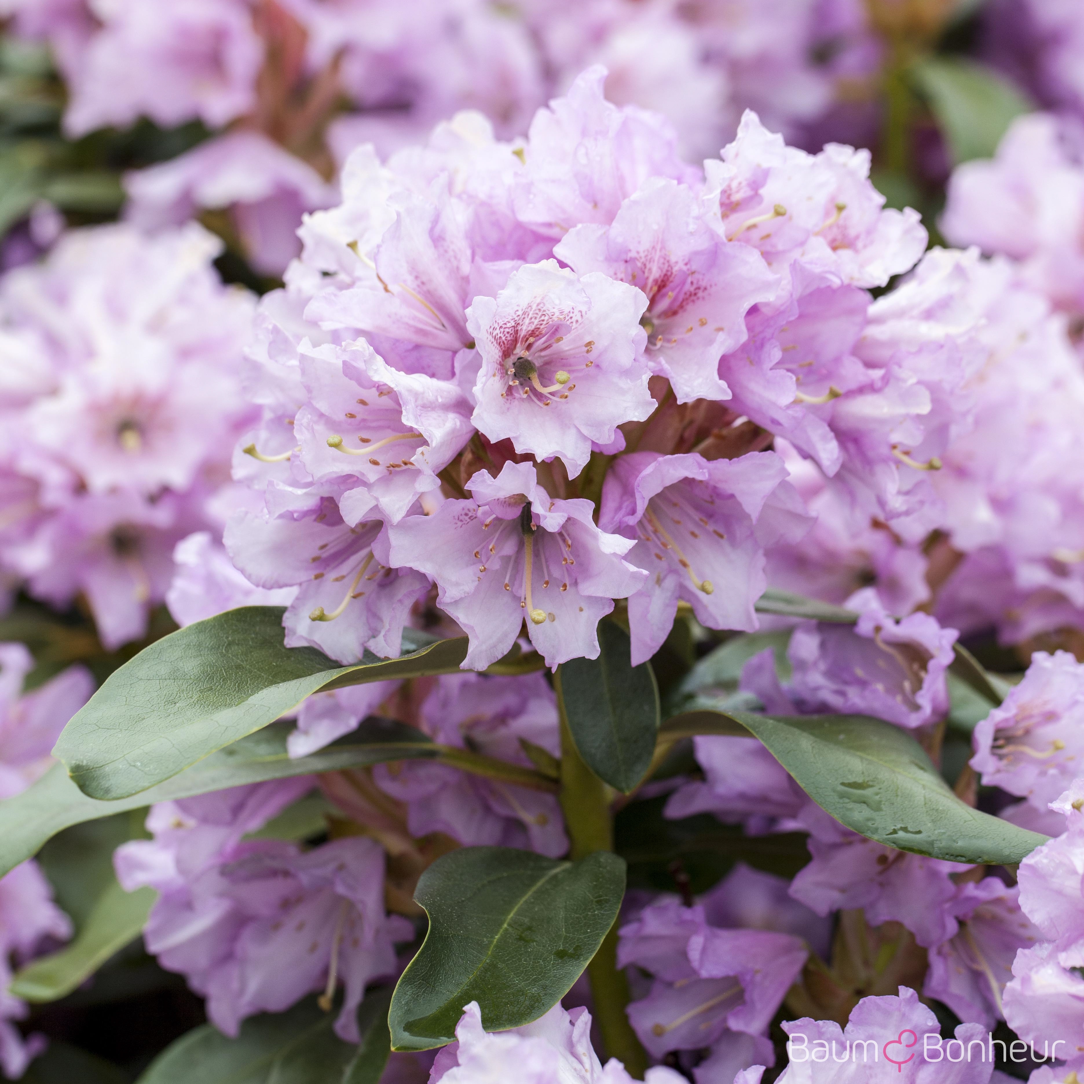 Rhododendron yakushimanum 'Frühlingsanfang'